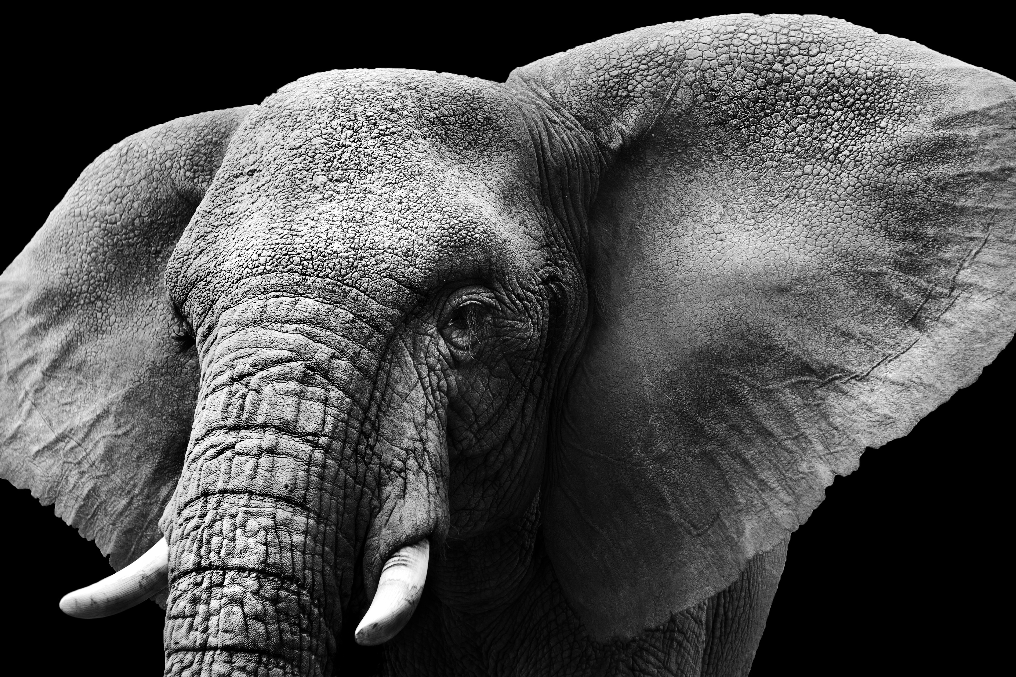 General 3504x2336 animals mammals elephant monochrome nature