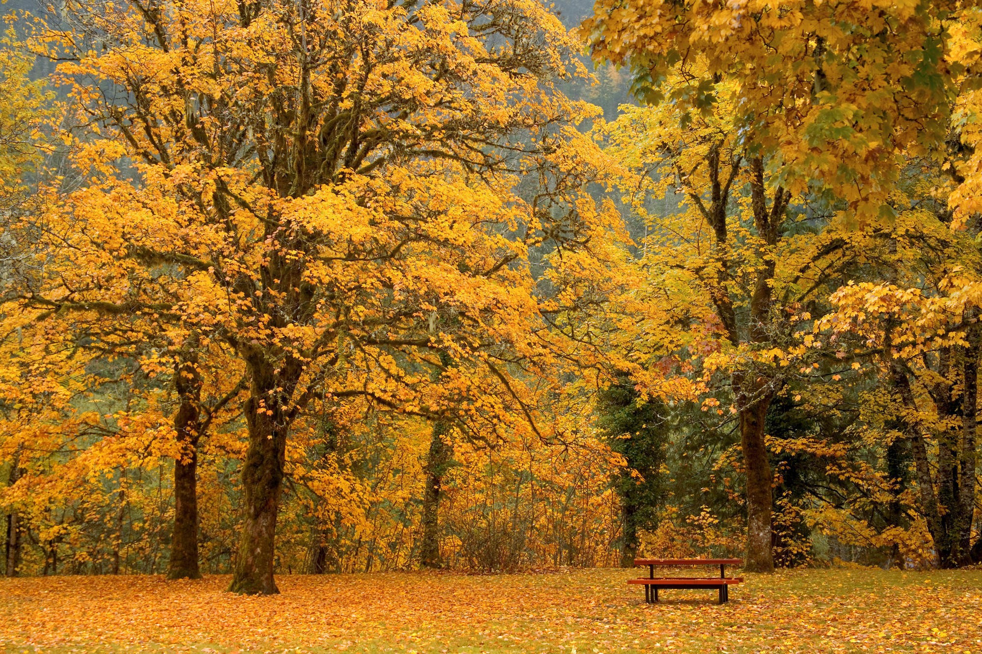 General 2000x1333 fall oak trees yellow bench fallen leaves