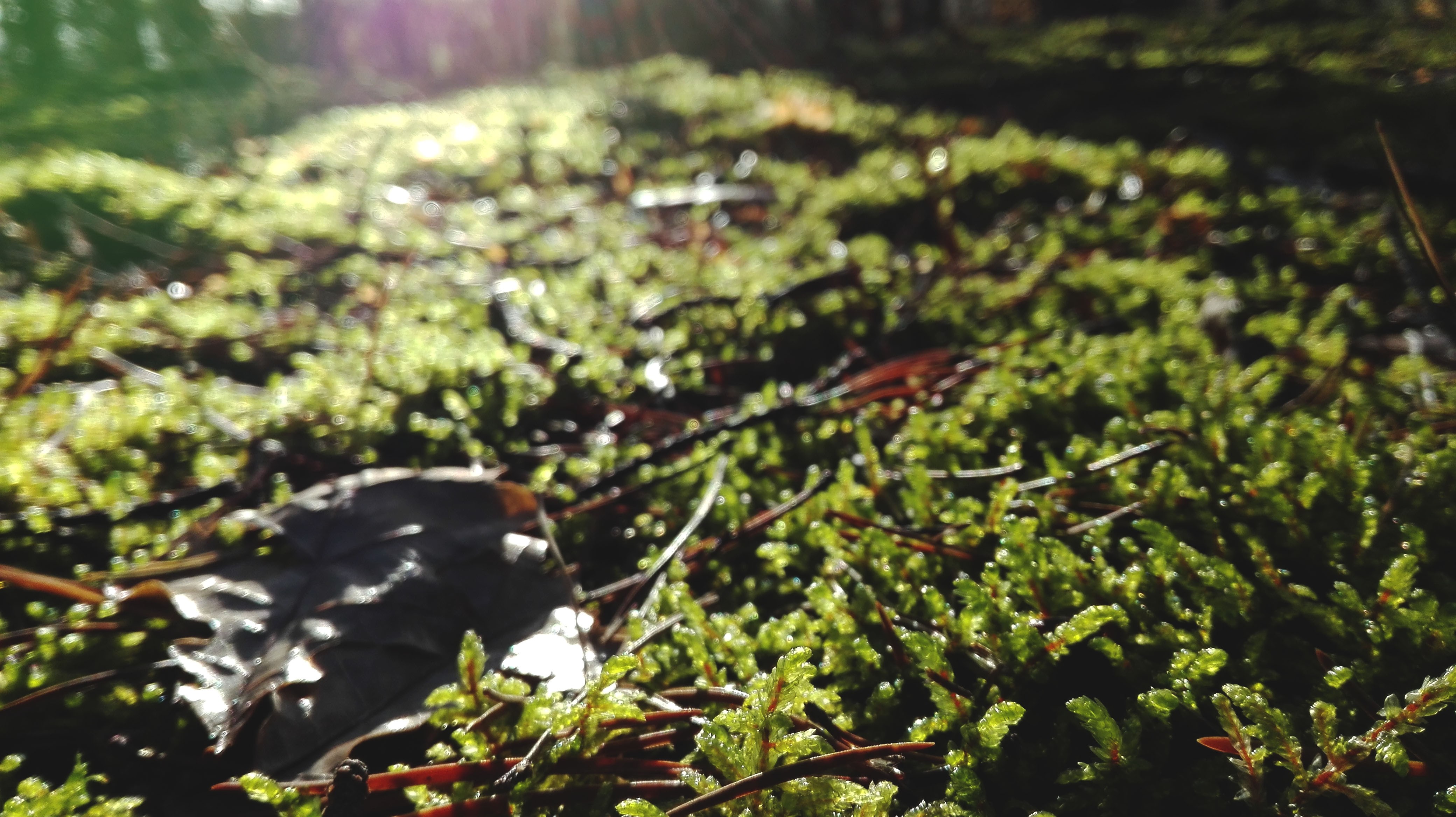 General 4160x2336 moss forest leaves sunset macro
