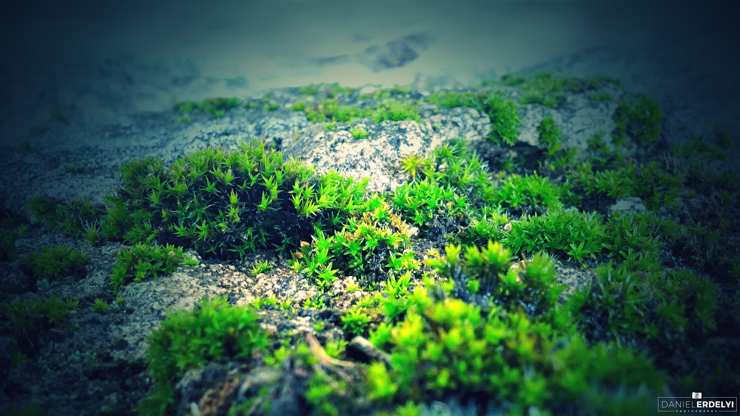 General 2560x1440 nature moss photography green blue rocks plants closeup watermarked