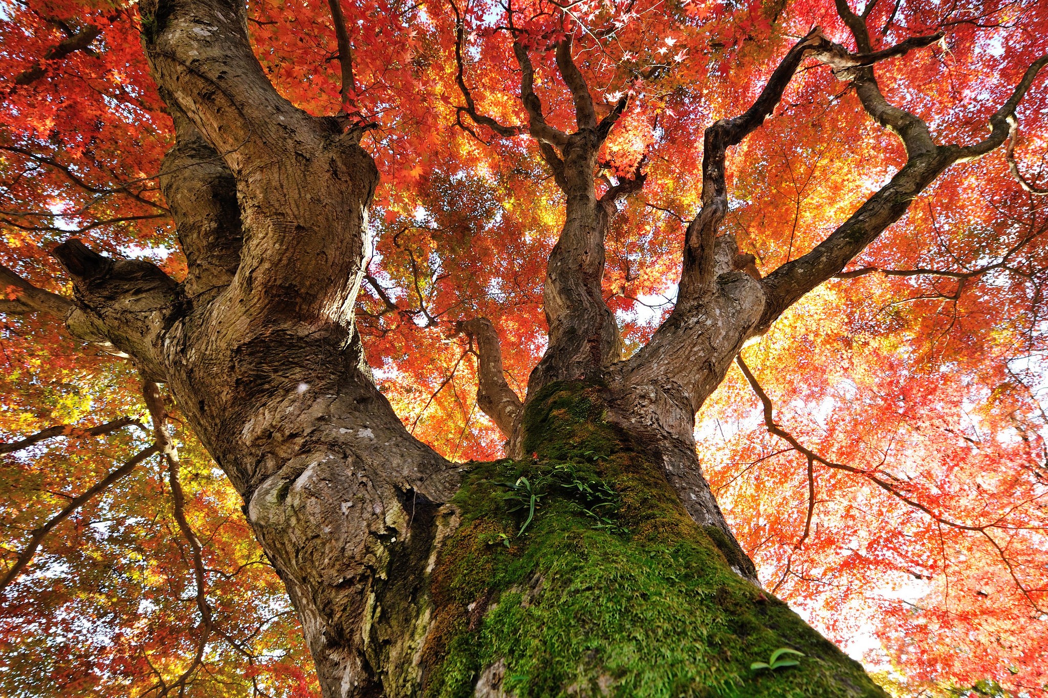 Картинки деревьев осенью. Клен Стевена. Дерево осенний кленовый клен. Кленовый дуб. Канадский клен ствол.