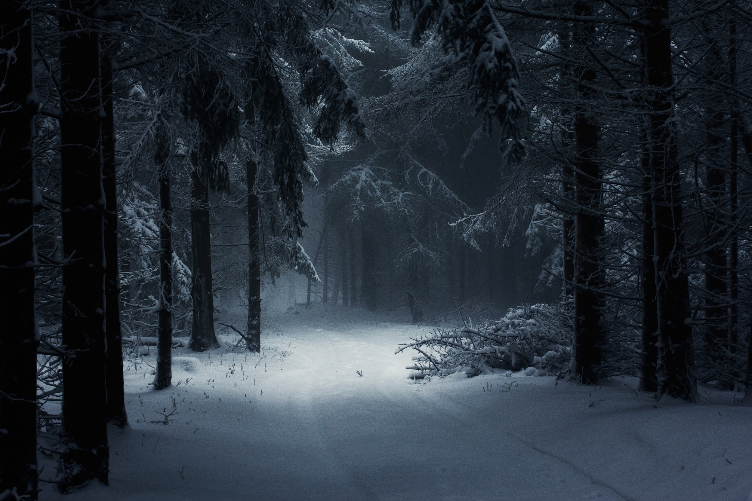 General 2500x1667 photography nature winter forest snow mist daylight path trees Hungary cold outdoors