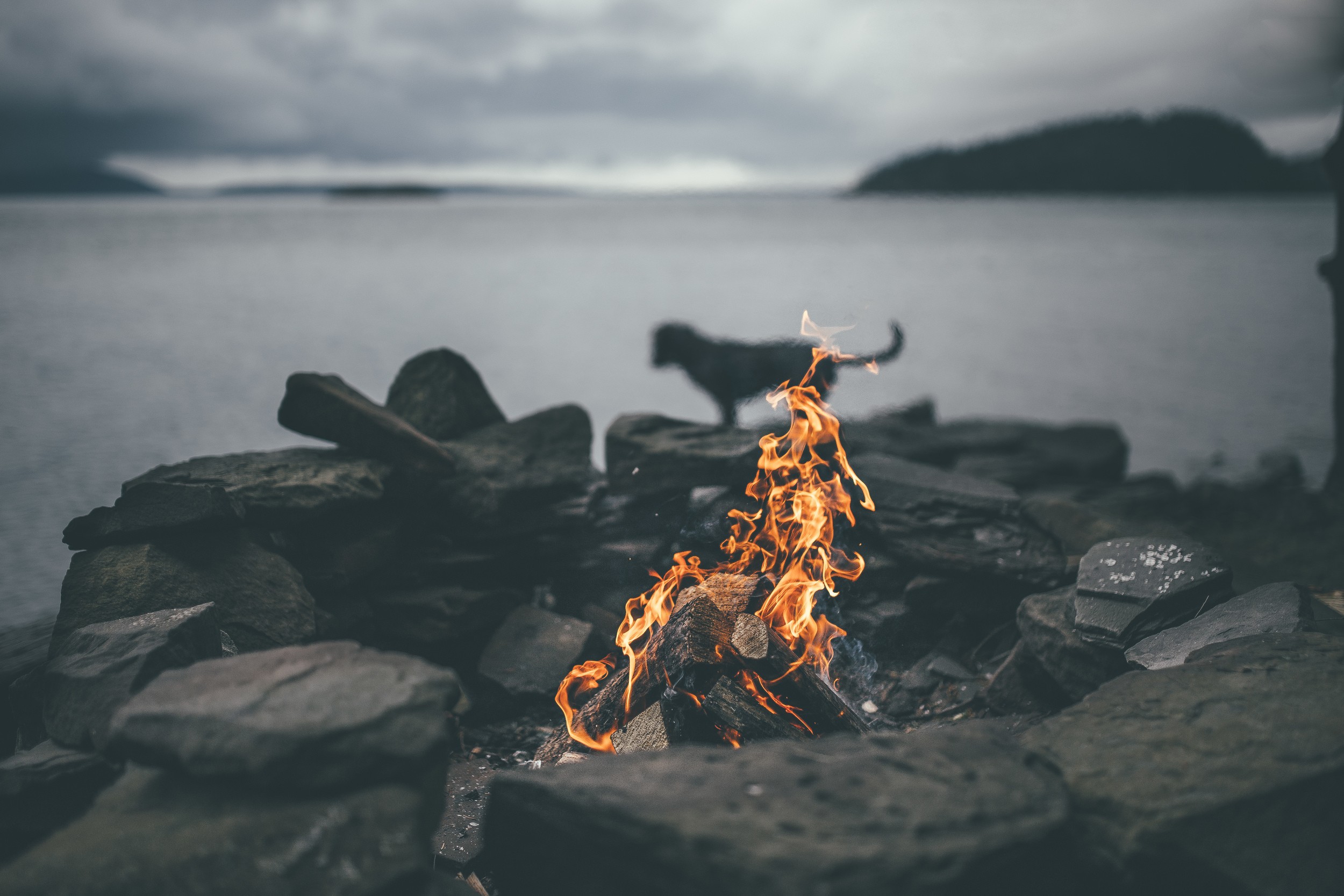 General 2500x1667 nature fire bonfires dog sea rocks sky water landscape firewood wood depth of field silhouette