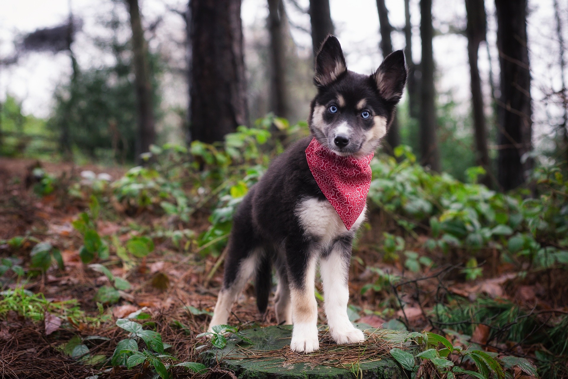 General 1920x1282 forest nature dog animals puppies