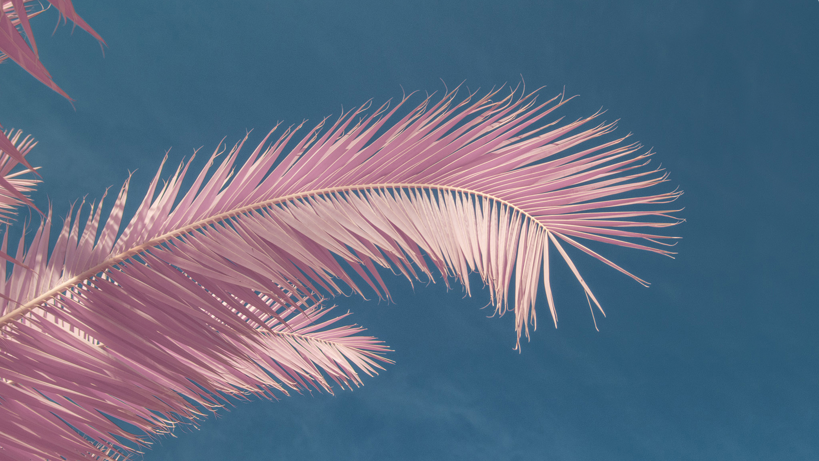General 1600x900 clear sky pink palm trees
