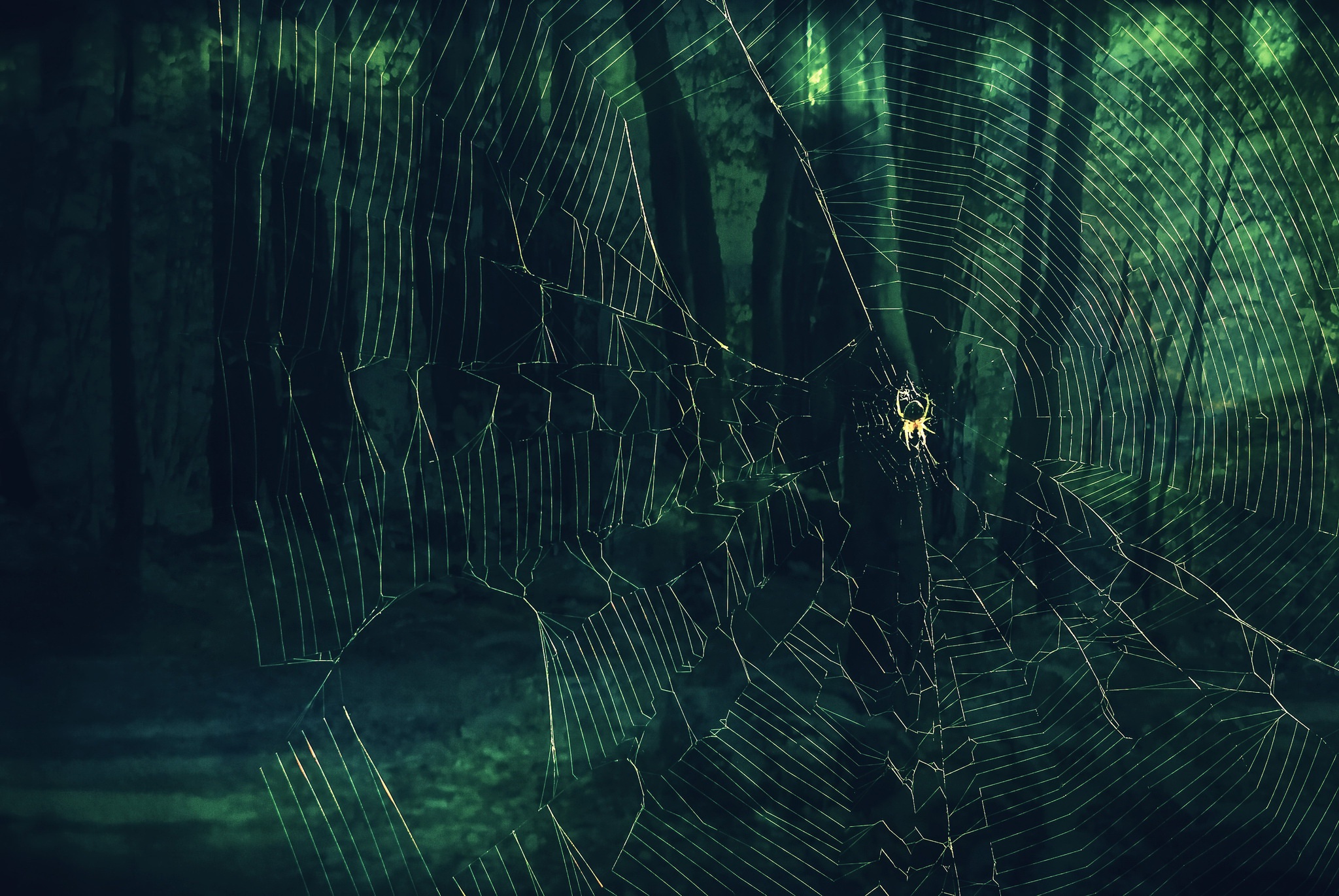 General 2048x1371 spider spiderwebs green nature trees low light