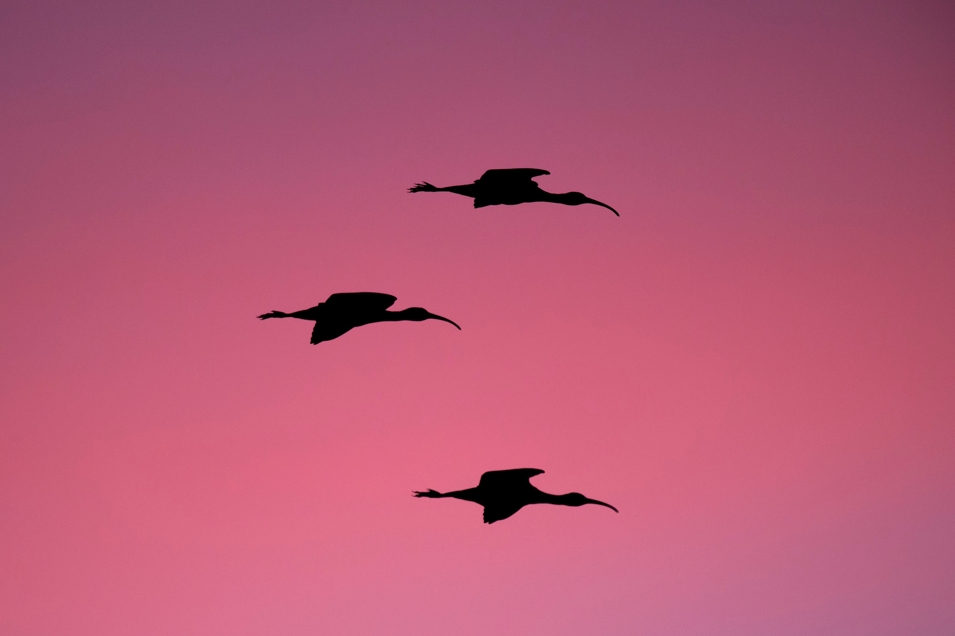 General 3786x2520 nature animals pink birds simple background