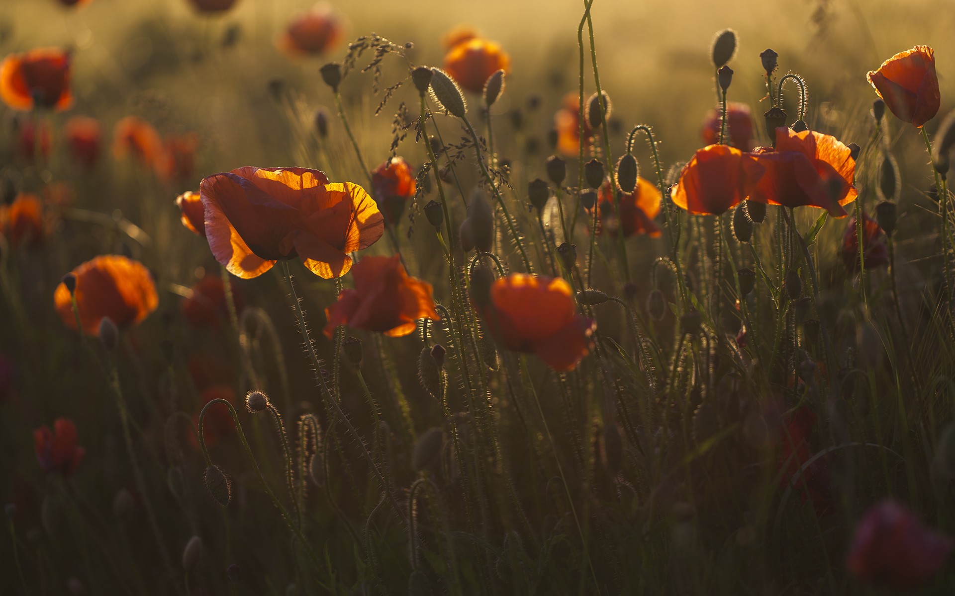General 1920x1200 plants flowers poppies red flowers nature low light closeup