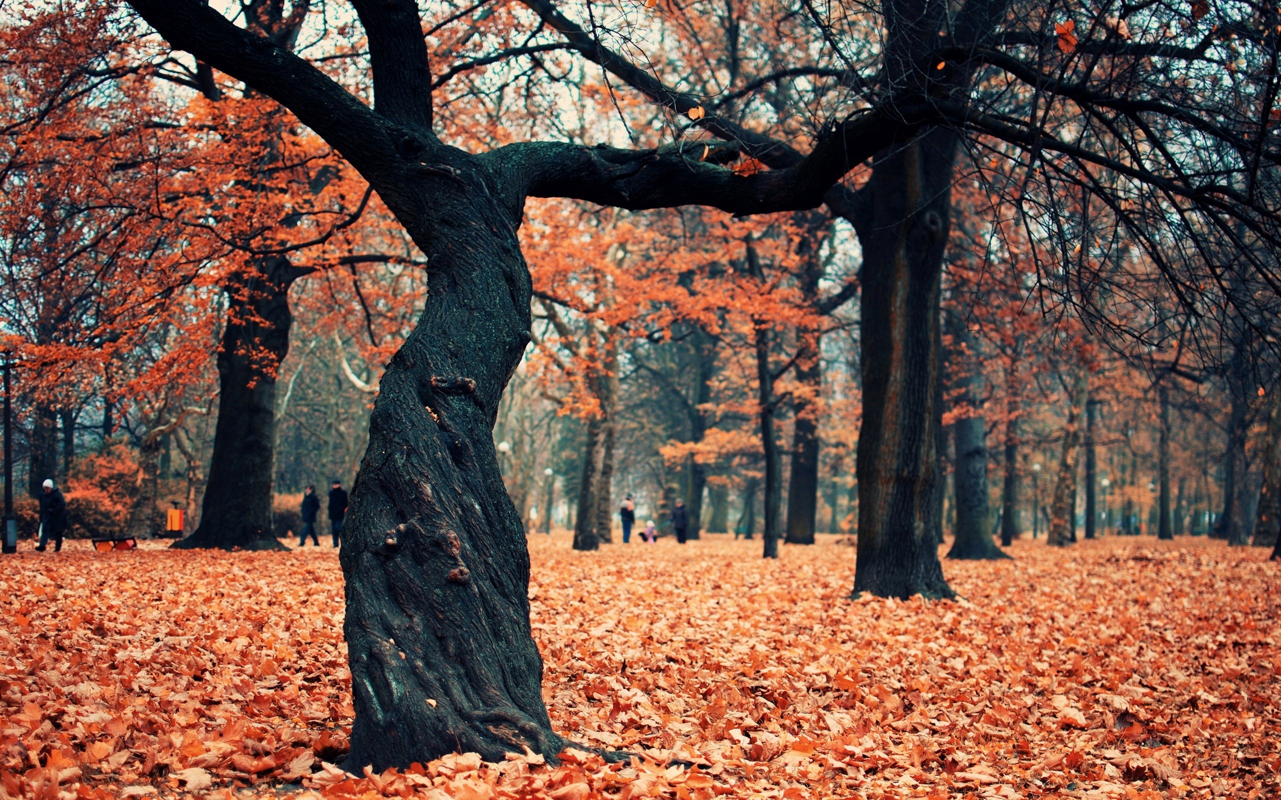 General 2560x1600 trees leaves park plants people outdoors fall fallen leaves