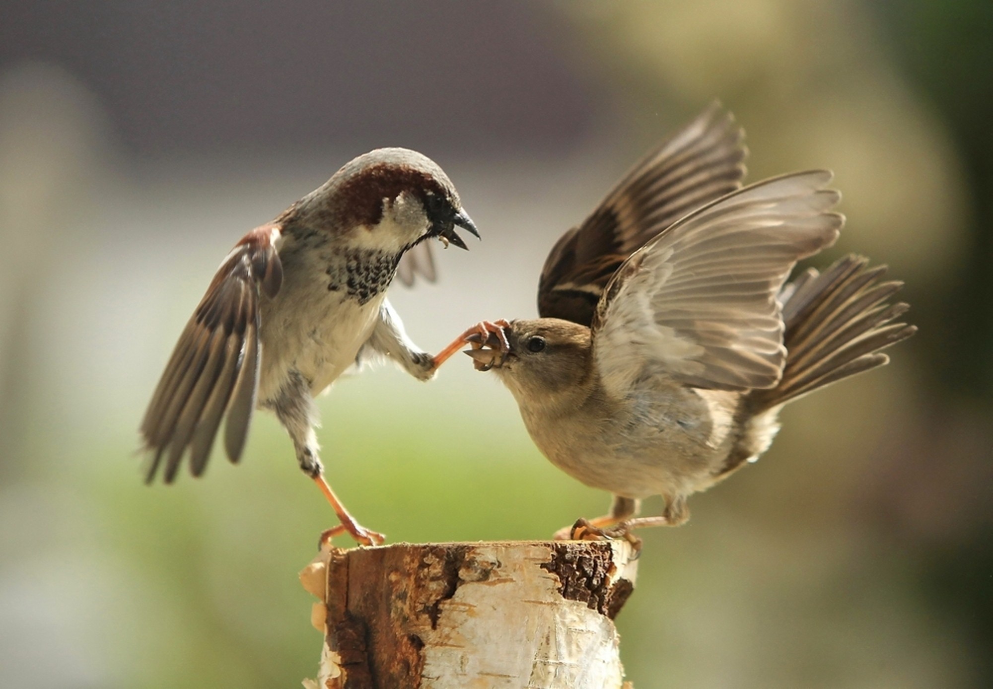 General 2000x1388 sparrow macro blurred fighting photography animals birds