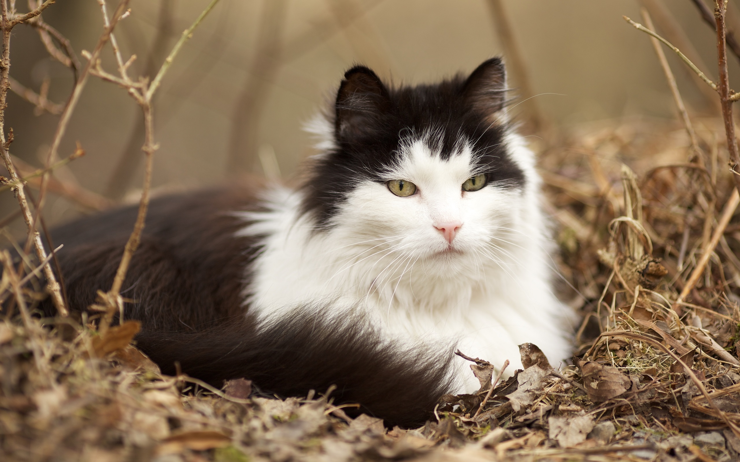 General 2560x1600 cats animals nature depth of field closeup outdoors on the ground