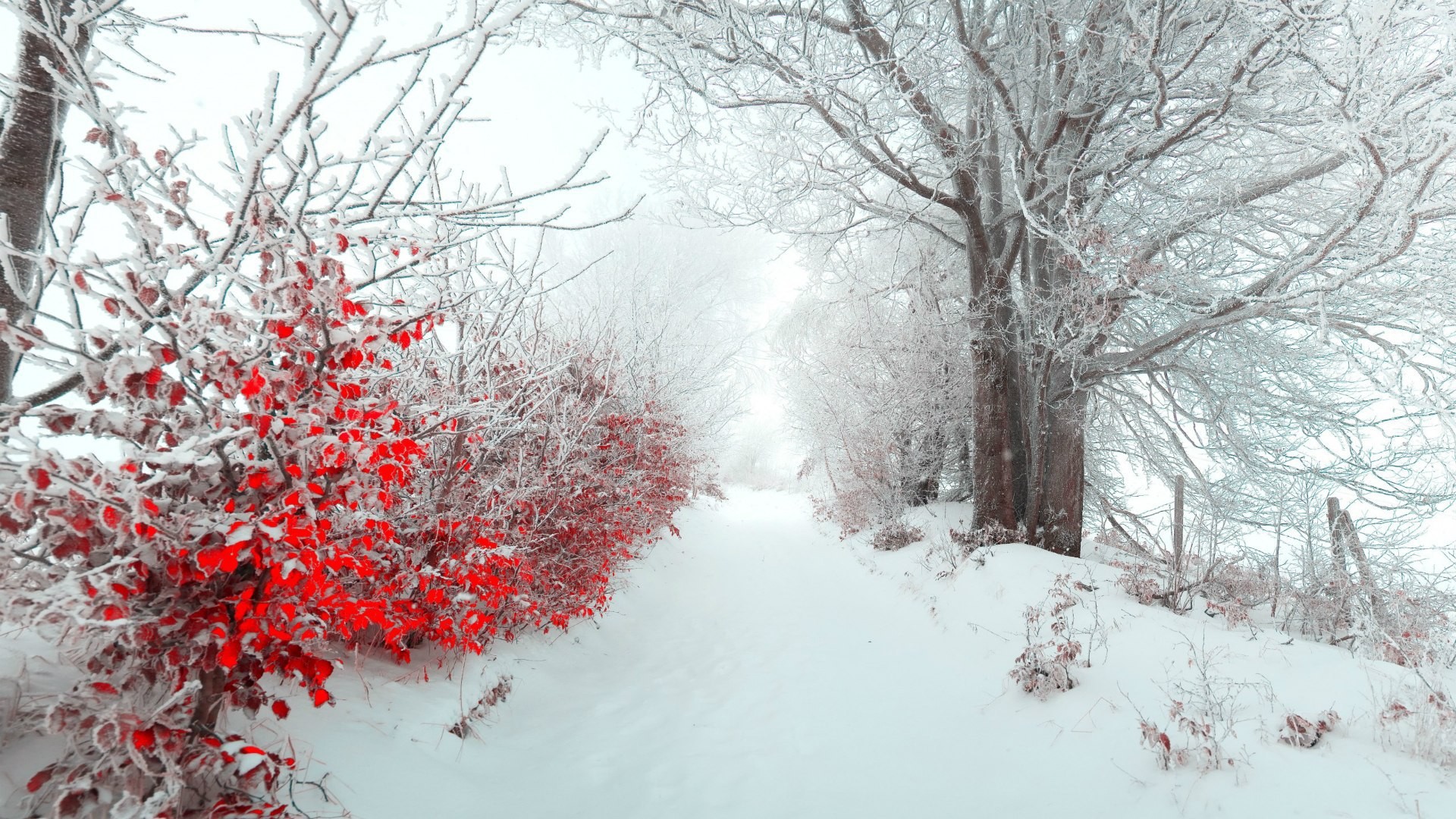 General 1920x1080 winter snow mist path white red leaves plants cold outdoors