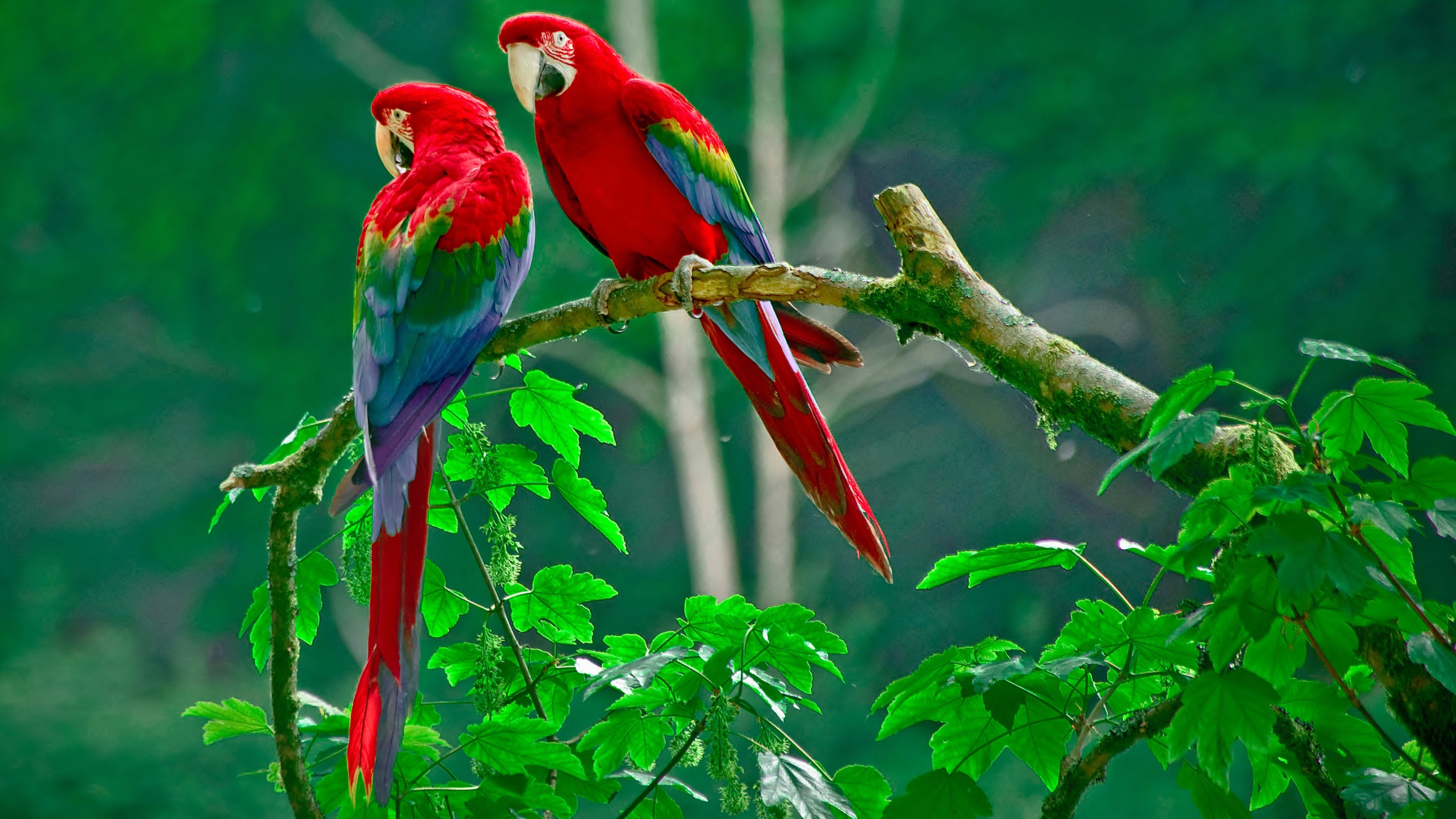 General 3840x2160 macaws animals parrot birds closeup