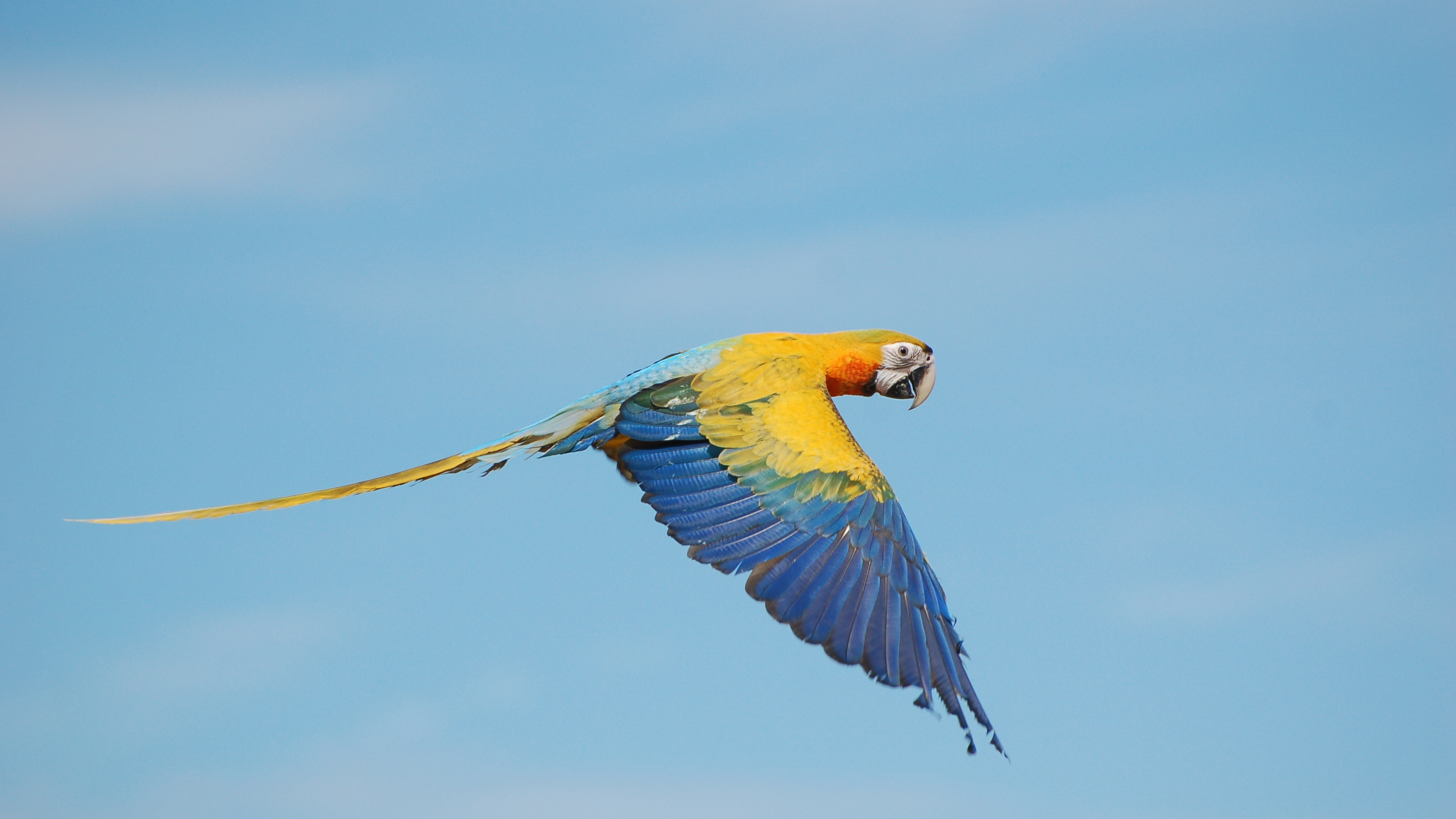 General 3840x2160 birds parrot animals closeup simple background flying wings sky colorful beak side view