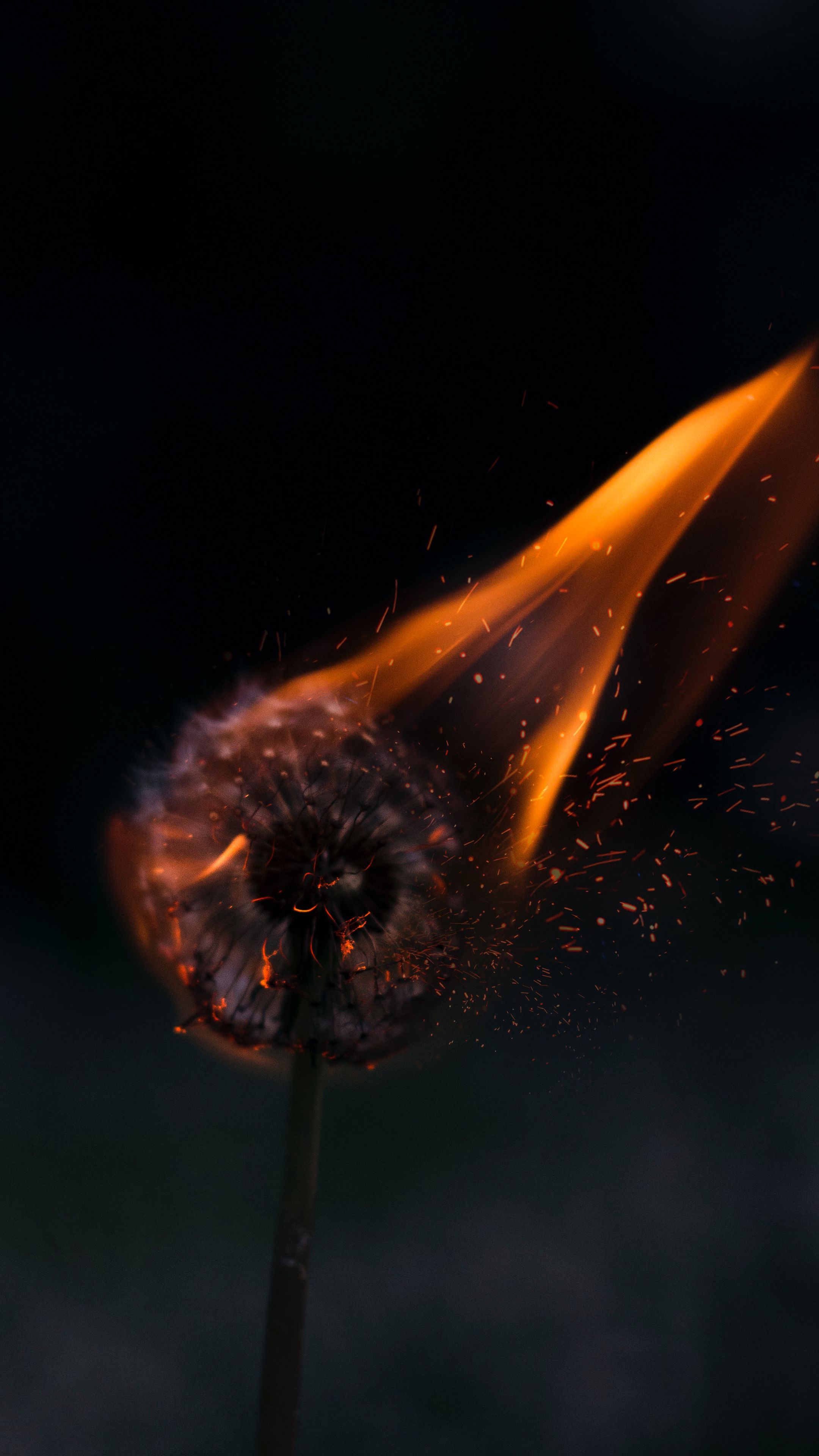 General 2160x3840 dandelion burning fire blurry background flowers simple background closeup