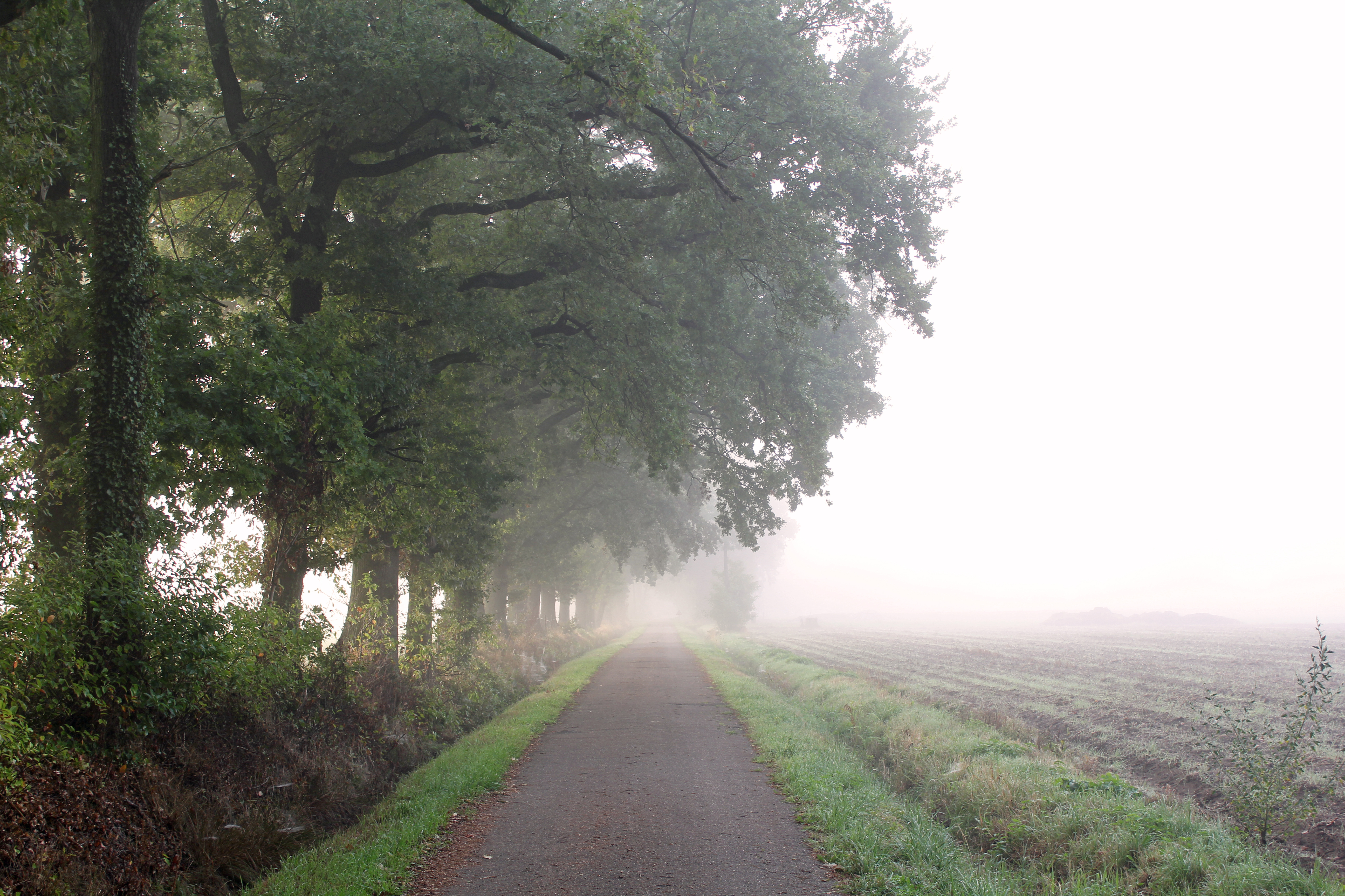 General 5184x3456 mist nature trees path