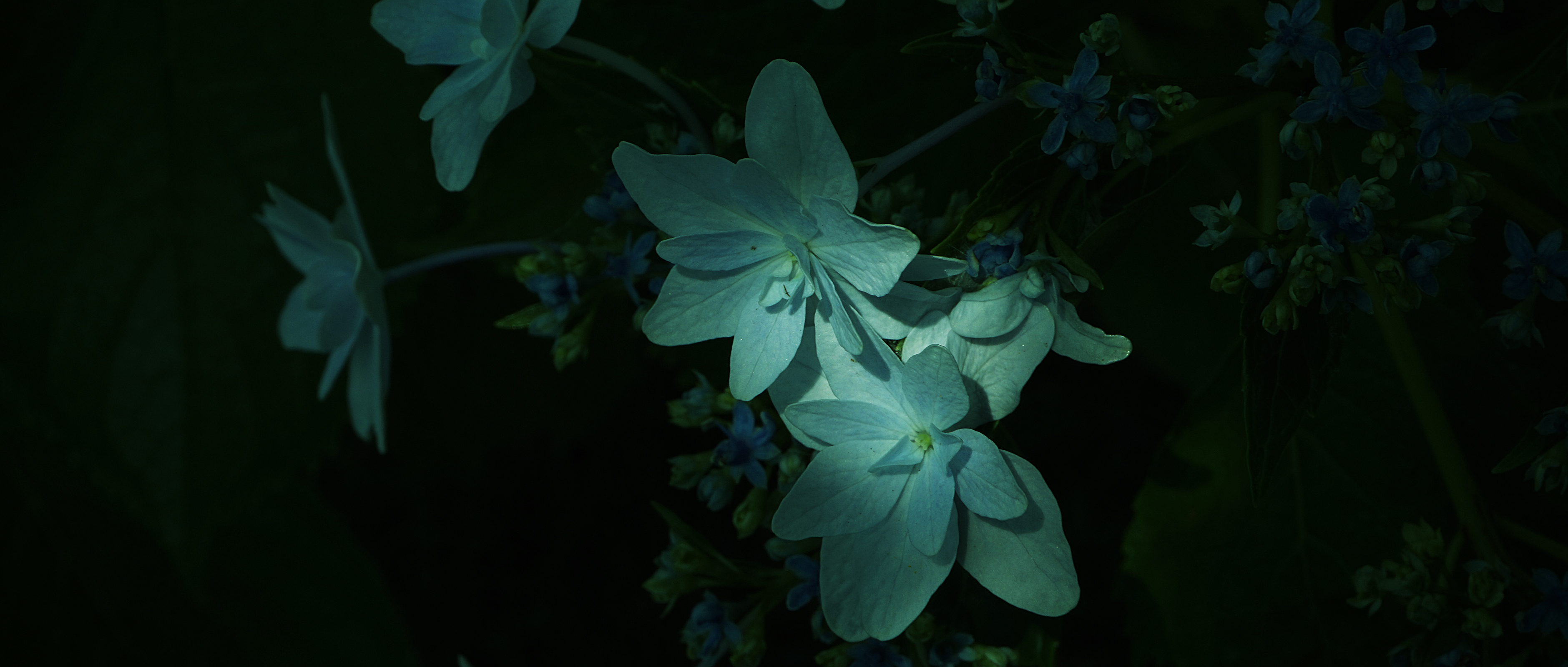 General 3760x1600 Gracile hydrangea digital art artwork blooming plants