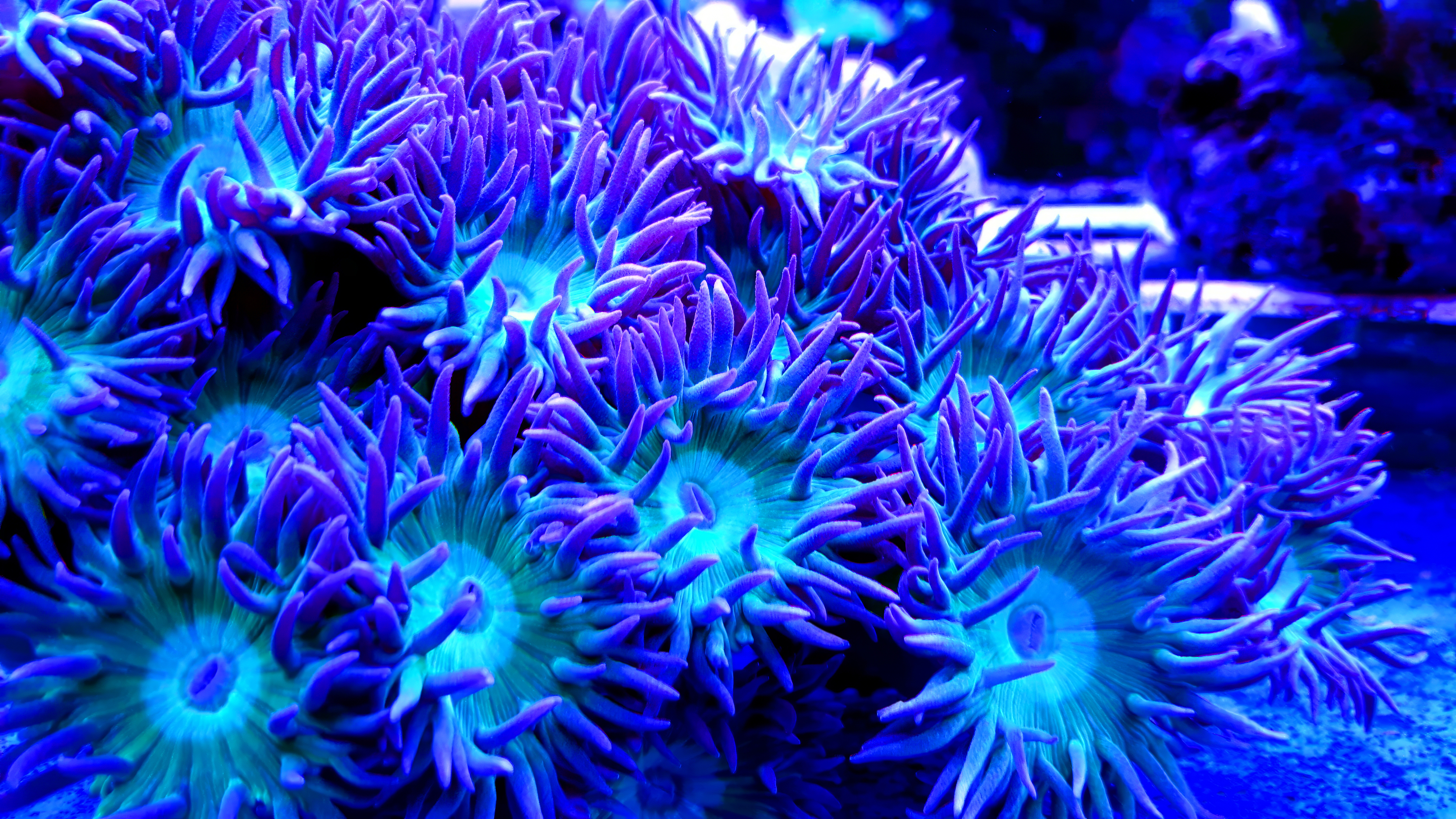 General 5120x2880 coral reef underwater blue turquoise bright nature