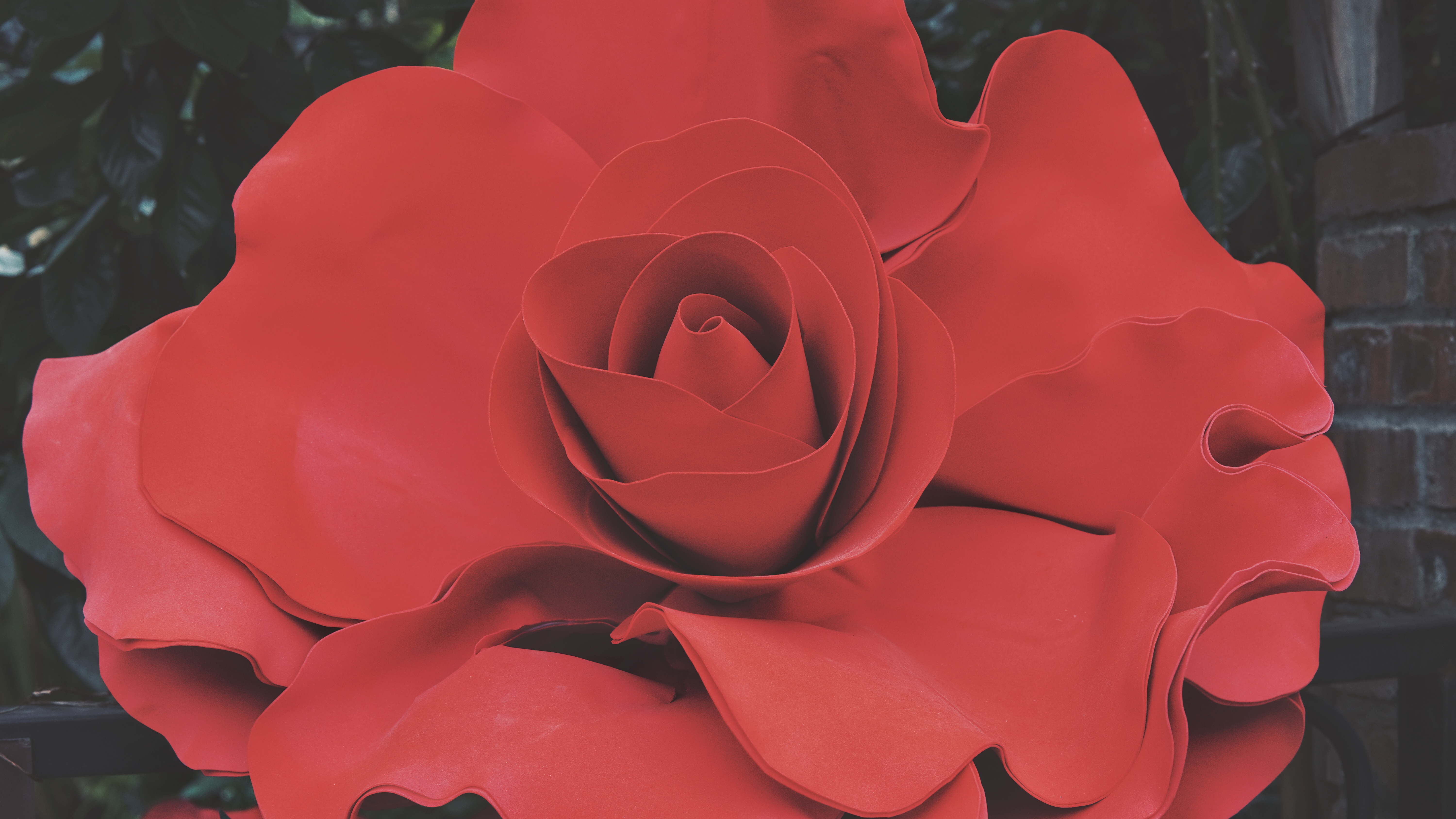 General 6000x3376 rose red flowers closeup