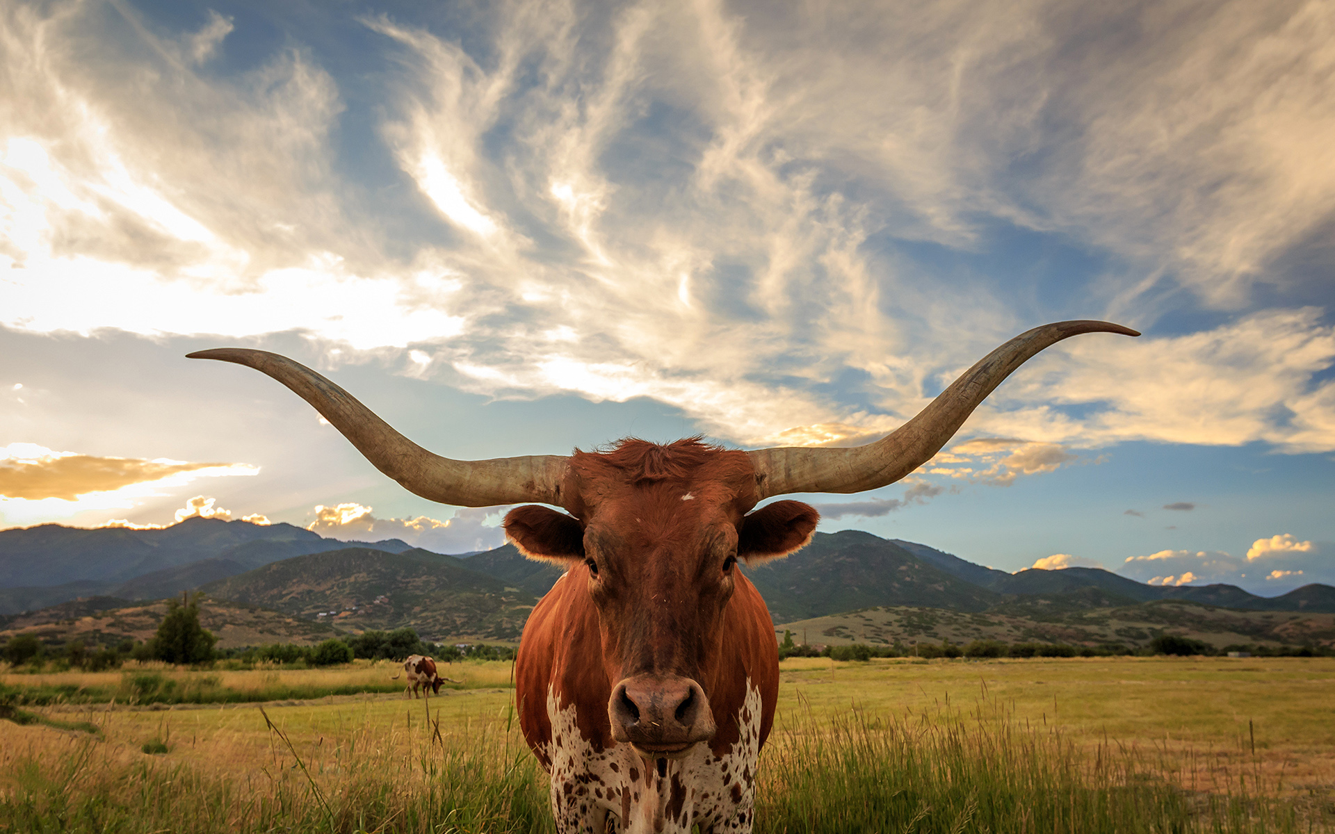 General 1920x1200 horns wildlife animals minimalism mountains clouds sky nature