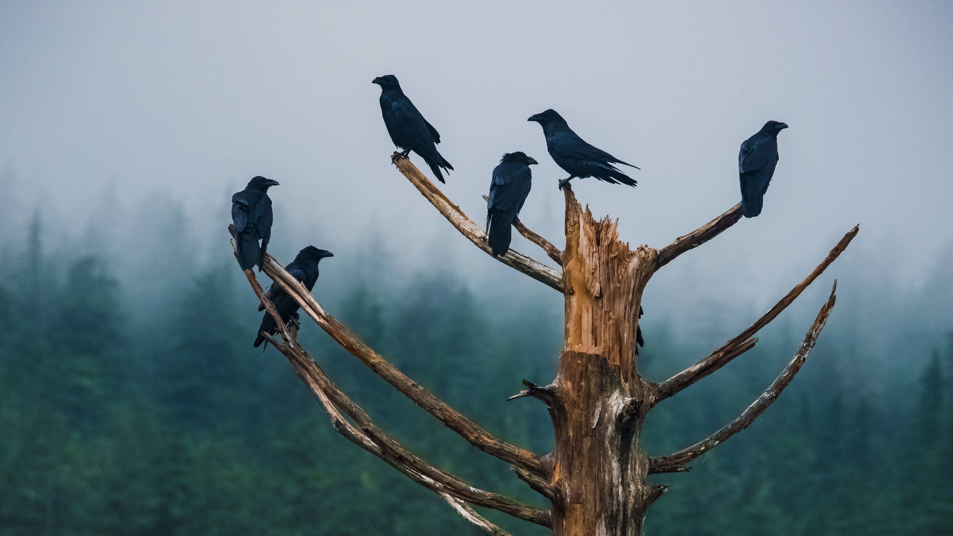 General 3840x2160 raven trees animals nature birds simple background crow minimalism branch