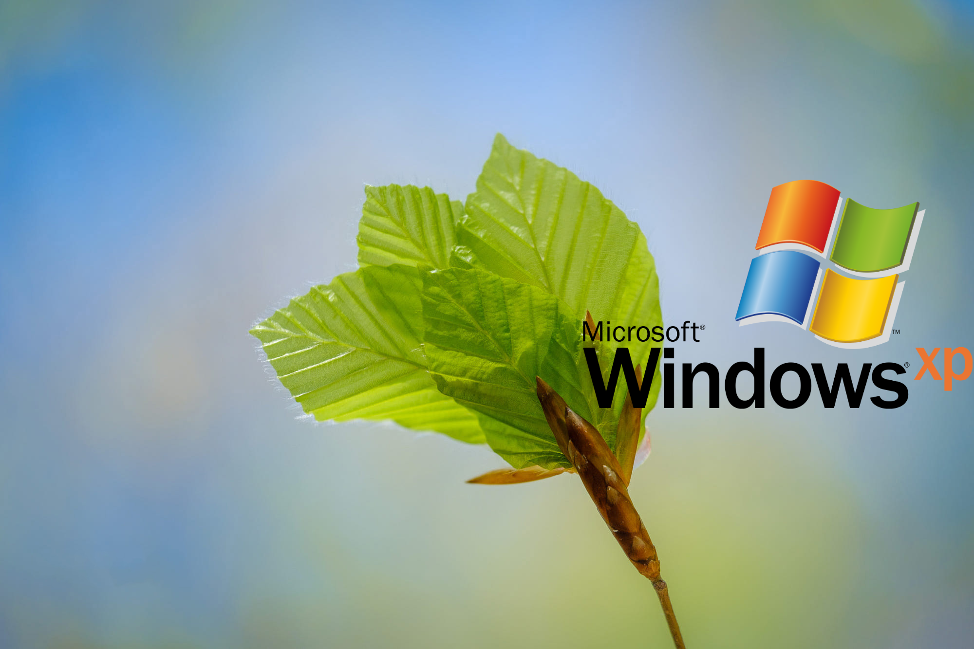General 2000x1333 macro nature logo operating system Windows XP Microsoft Windows simple background windows logo