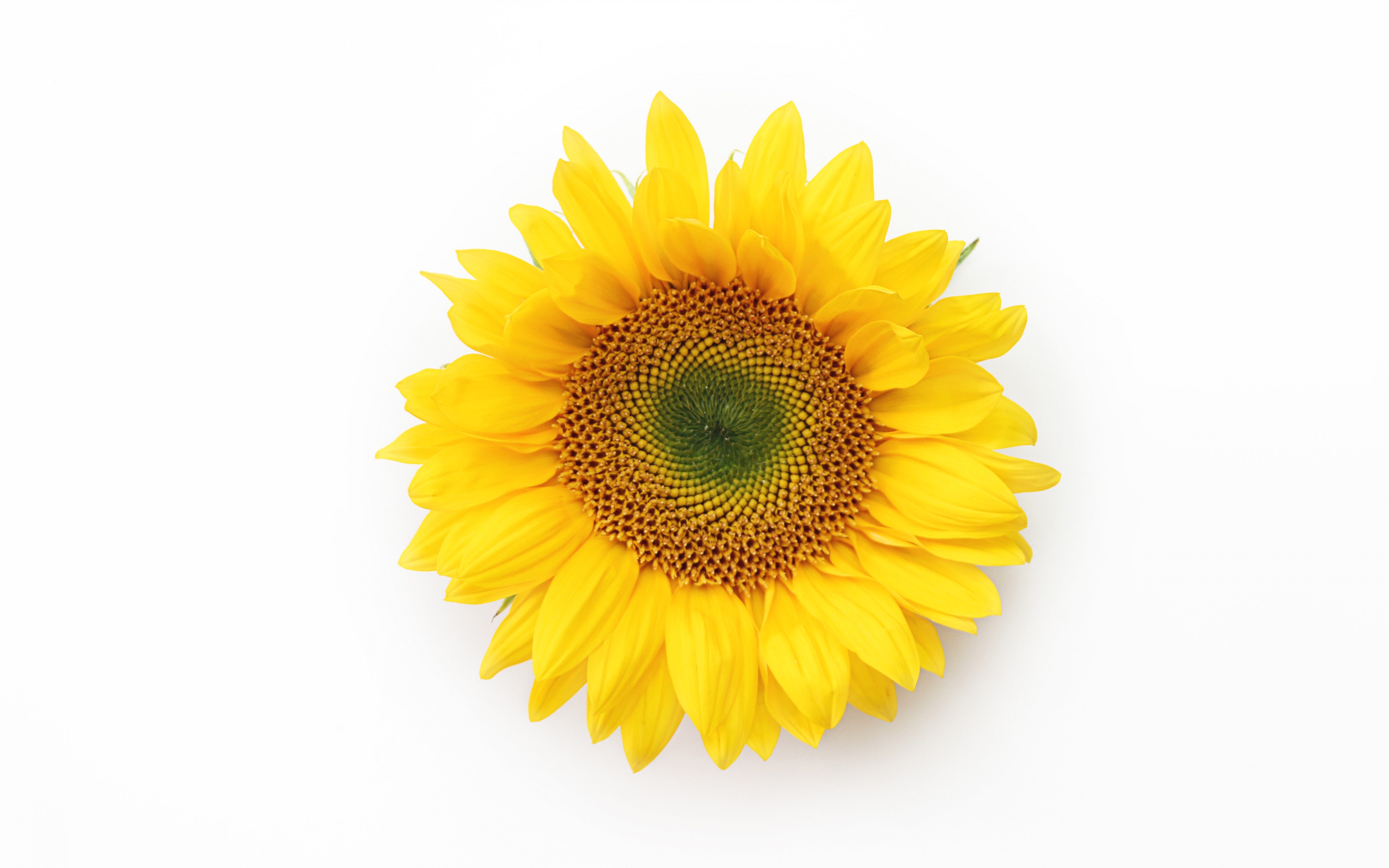 General 3840x2400 simple background white background minimalism flowers sunflowers plants yellow flowers