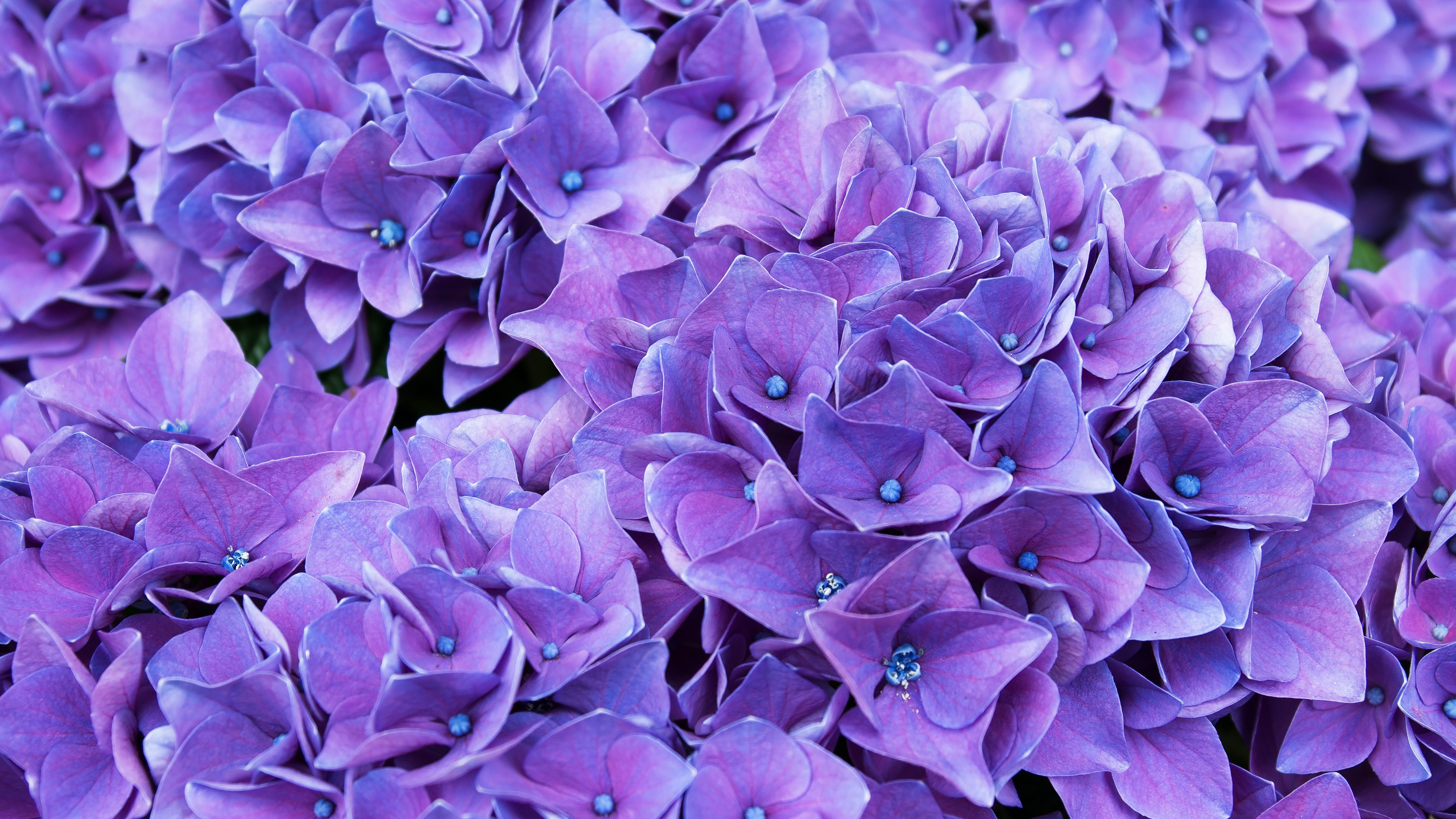 General 6000x3375 violet lilac flowers closeup depth of field nature
