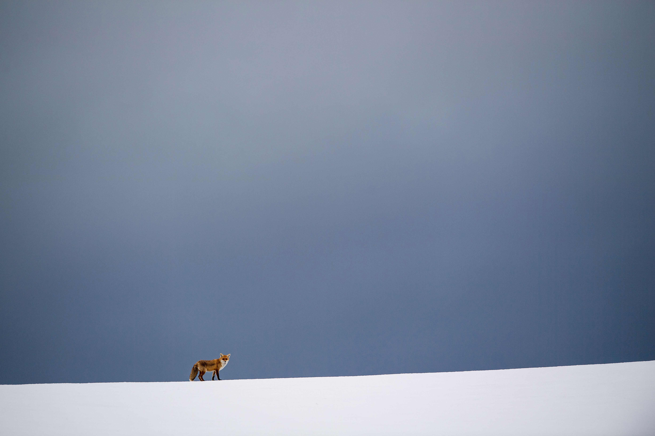 General 2500x1667 nature animals fox landscape winter snow clear sky arctic fox minimalism