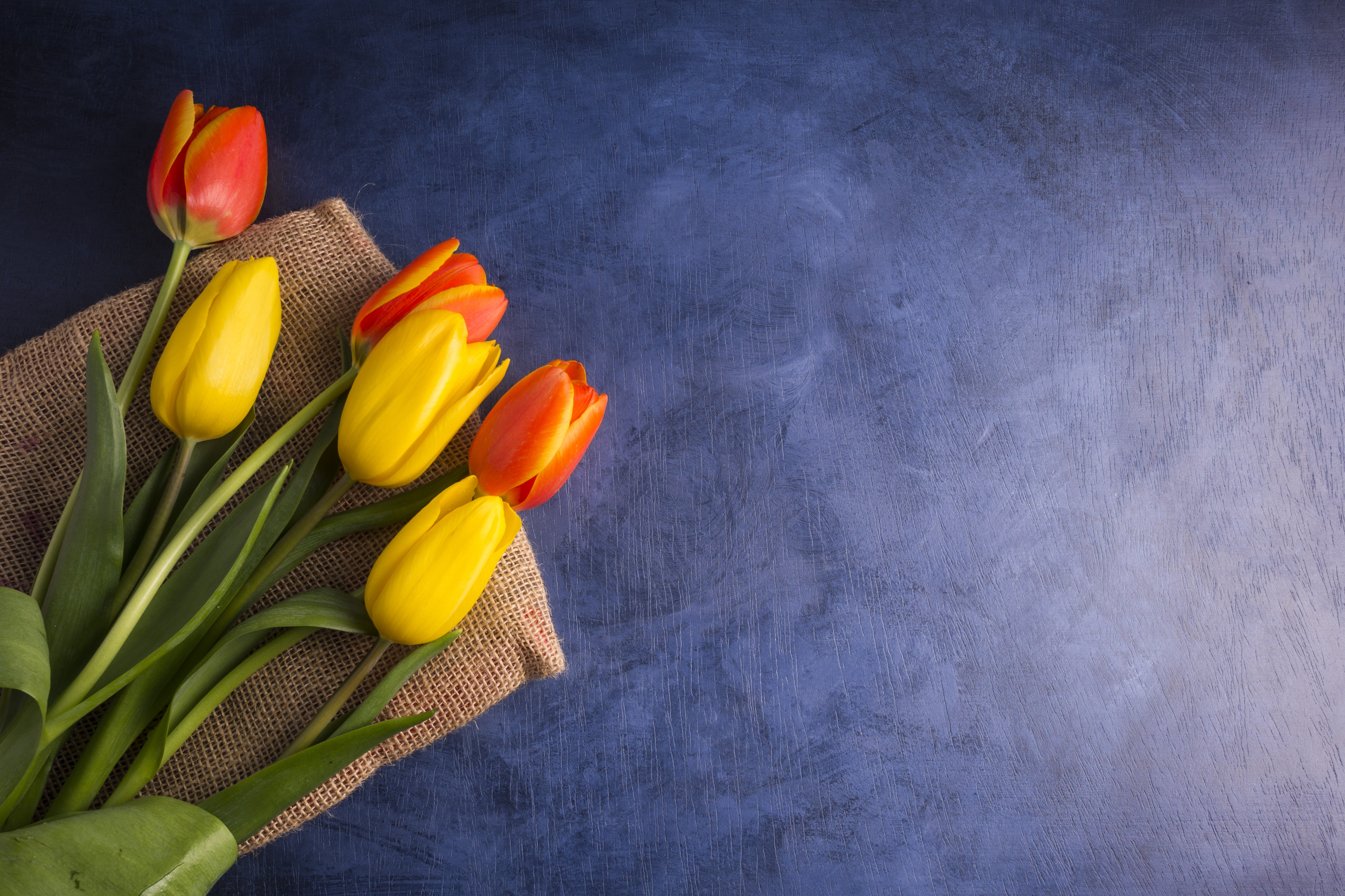 General 4608x3072 flowers tulips plants yellow flowers simple background closeup