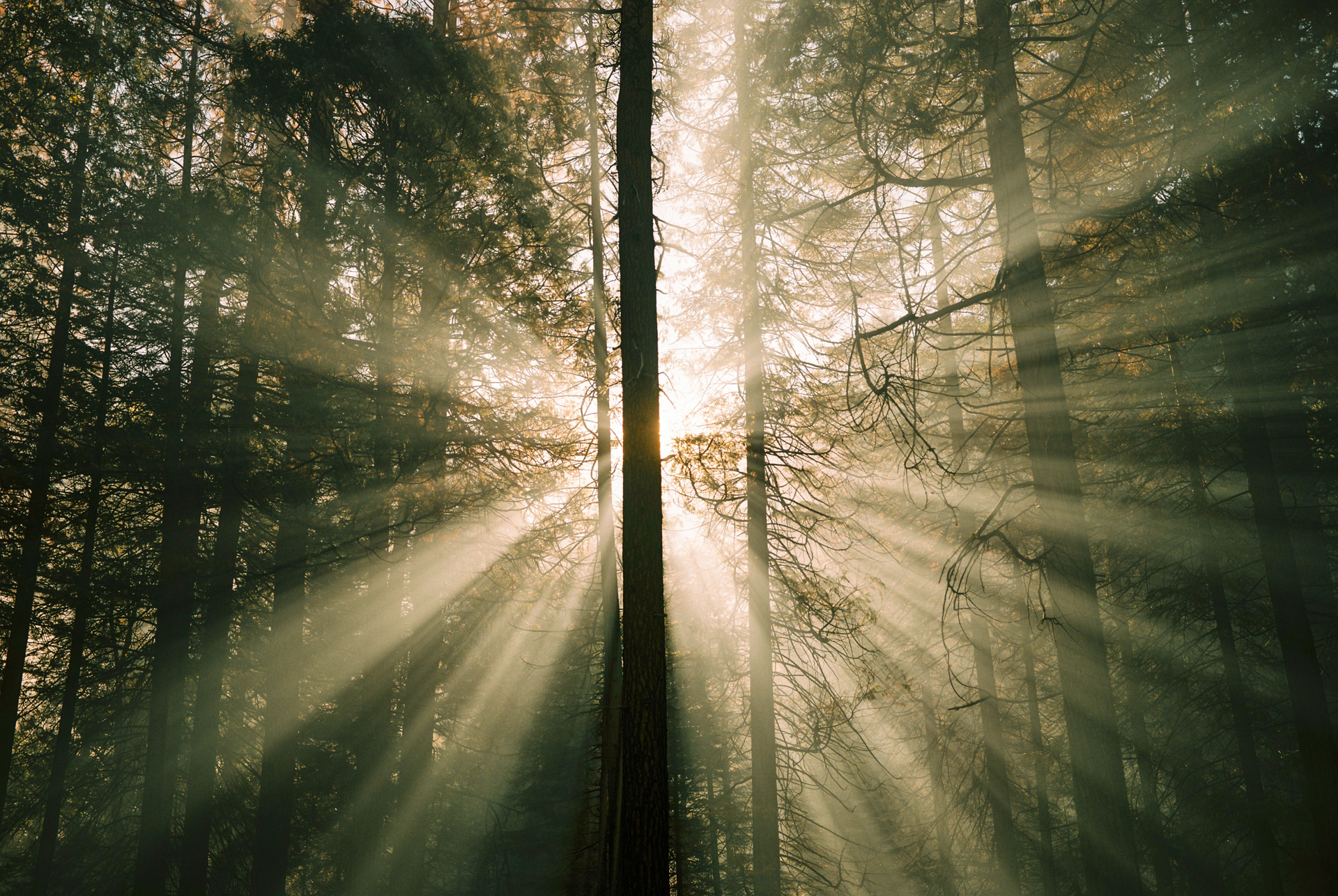 General 1920x1287 sunlight sun rays forest trees nature plants