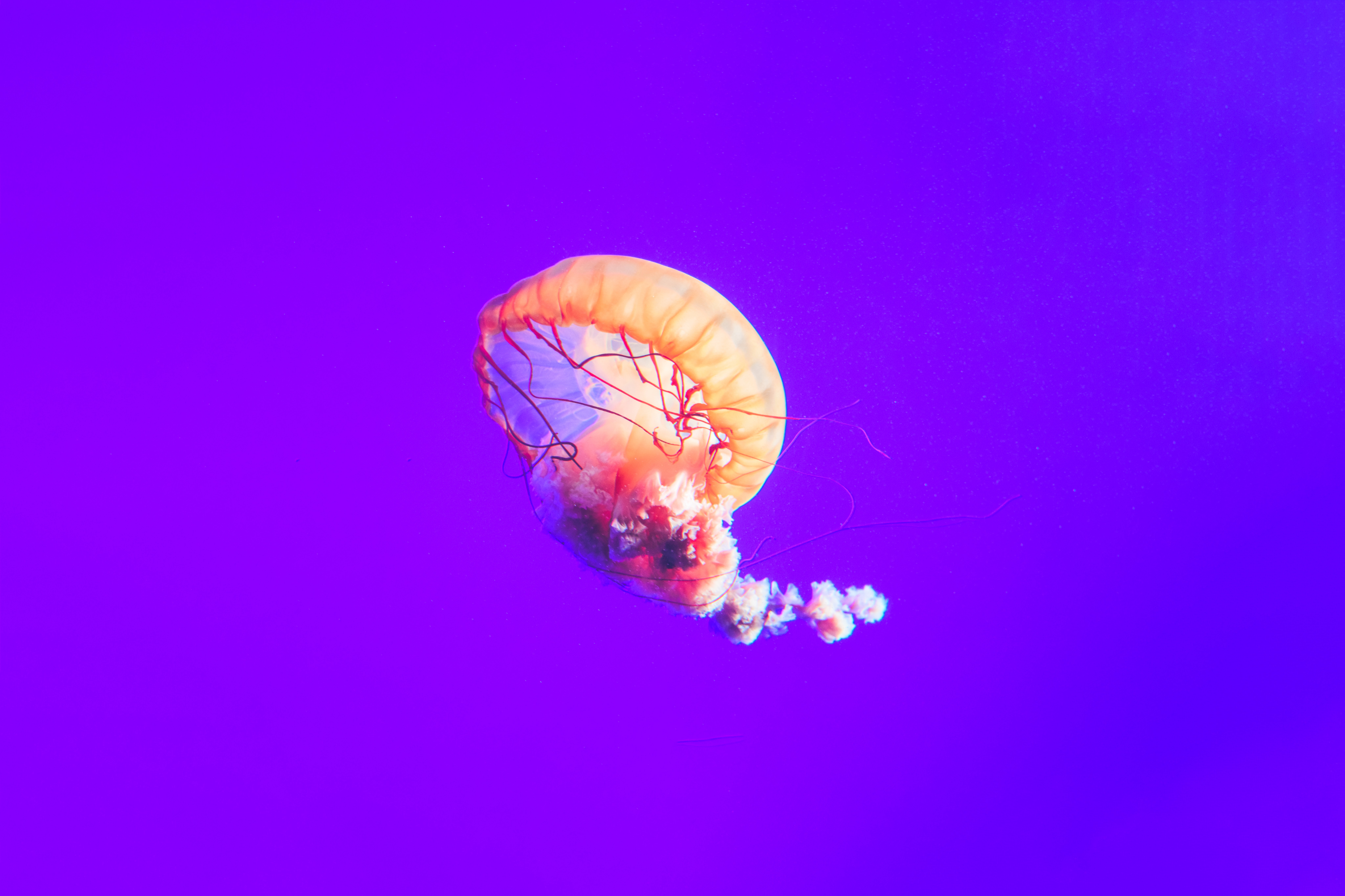 General 8192x5461 jellyfish underwater minimalism purple purple background