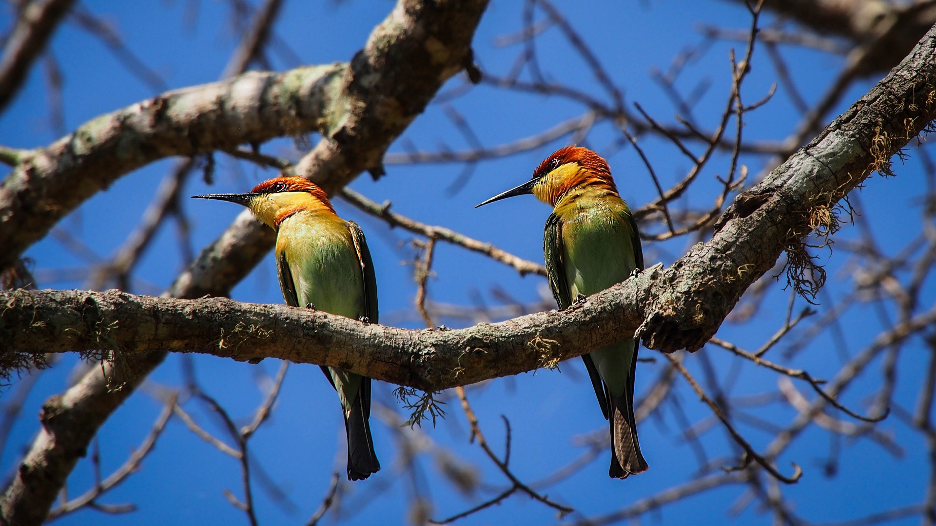 General 1920x1080 birds nature animals branch bee-eaters