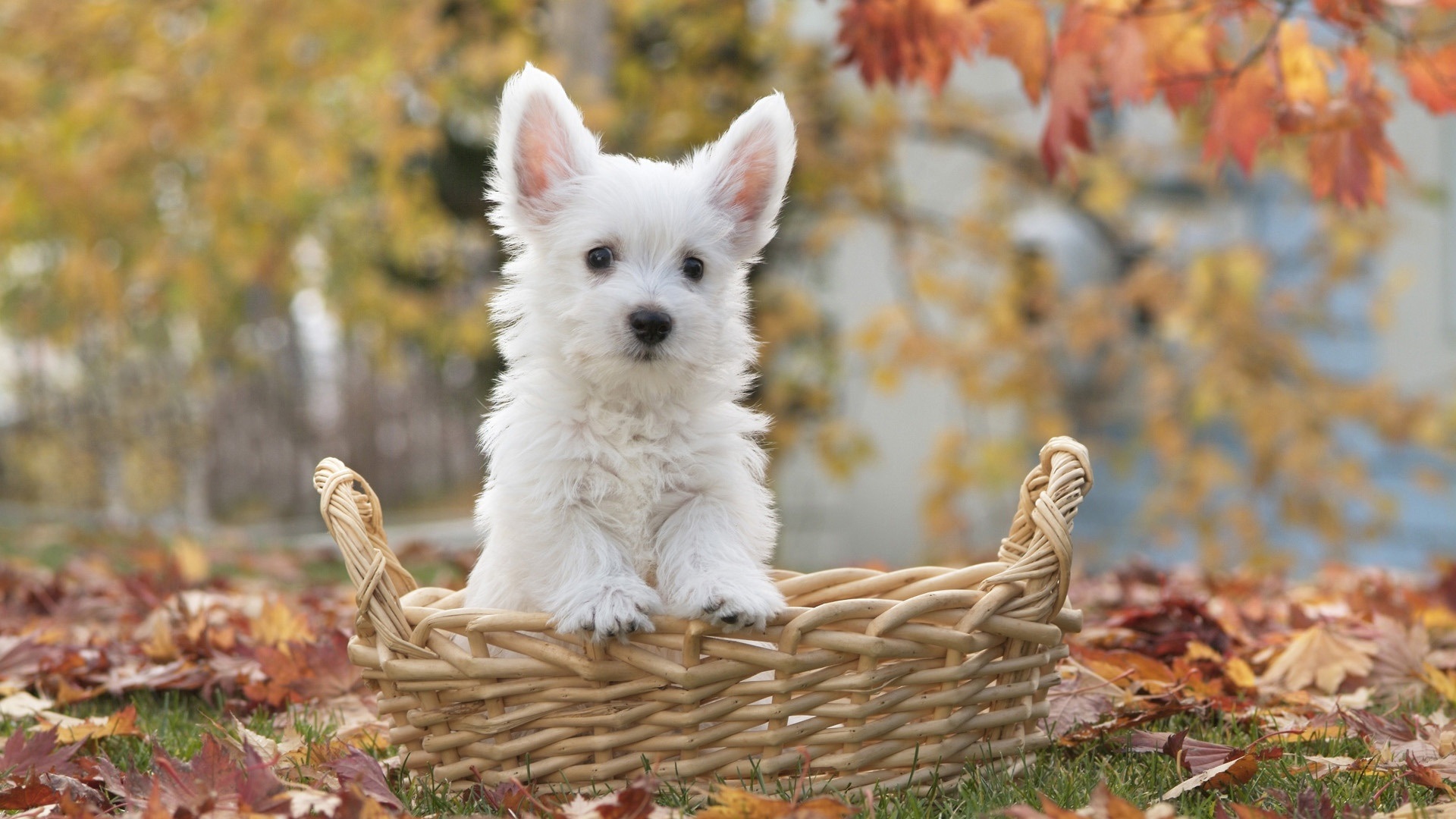 General 1920x1080 dog baskets fall grass leaves trees plants nature animals