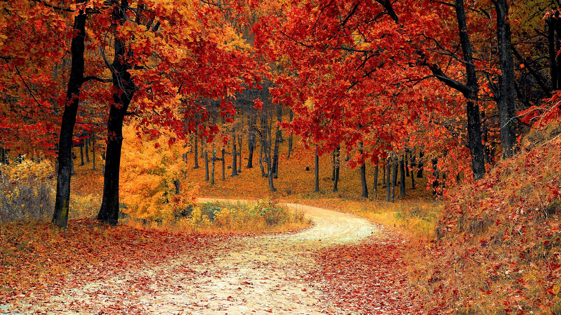 General 1920x1080 nature landscape trees forest fall leaves dirt road
