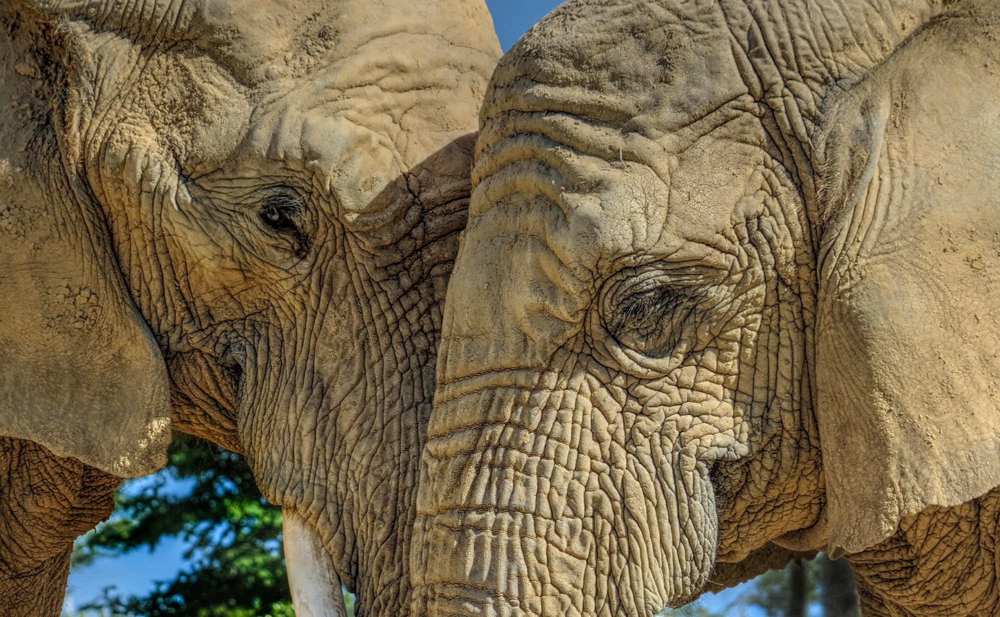 General 2000x1234 elephant mammals animals closeup