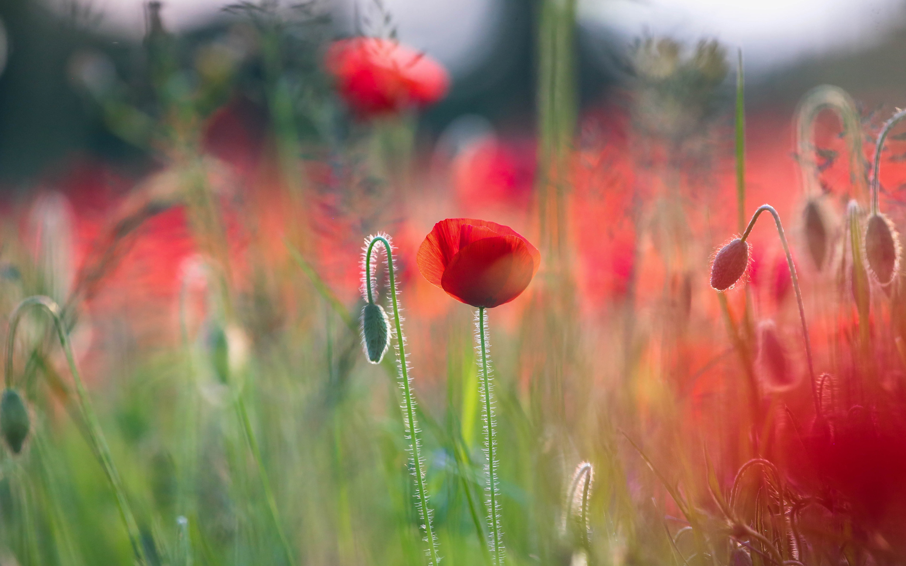 General 2880x1800 photography poppies flowers plants red flowers