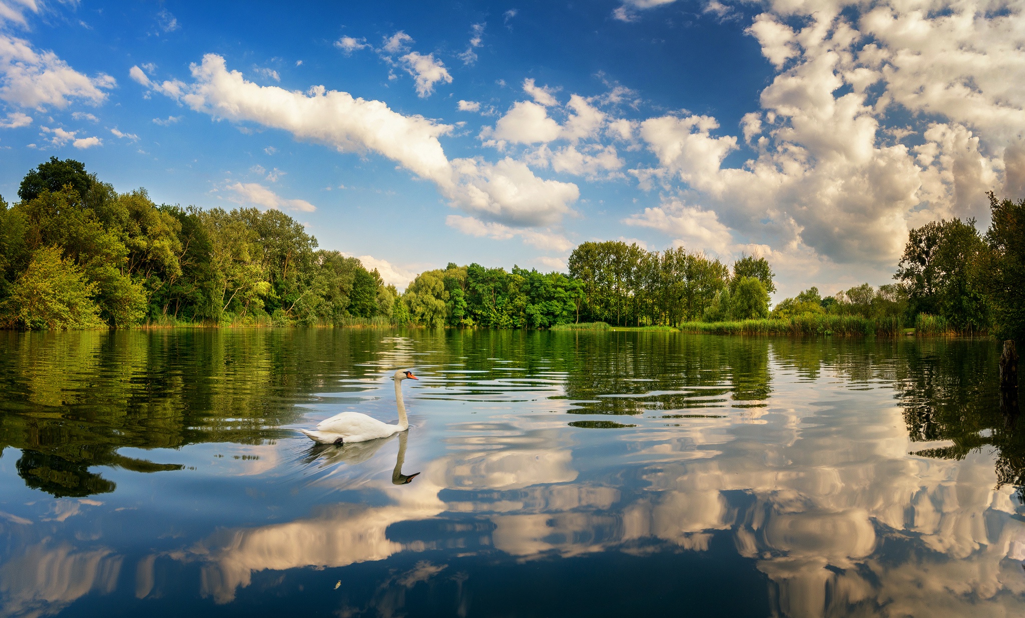 General 2048x1235 water birds blue sky nature lake swans