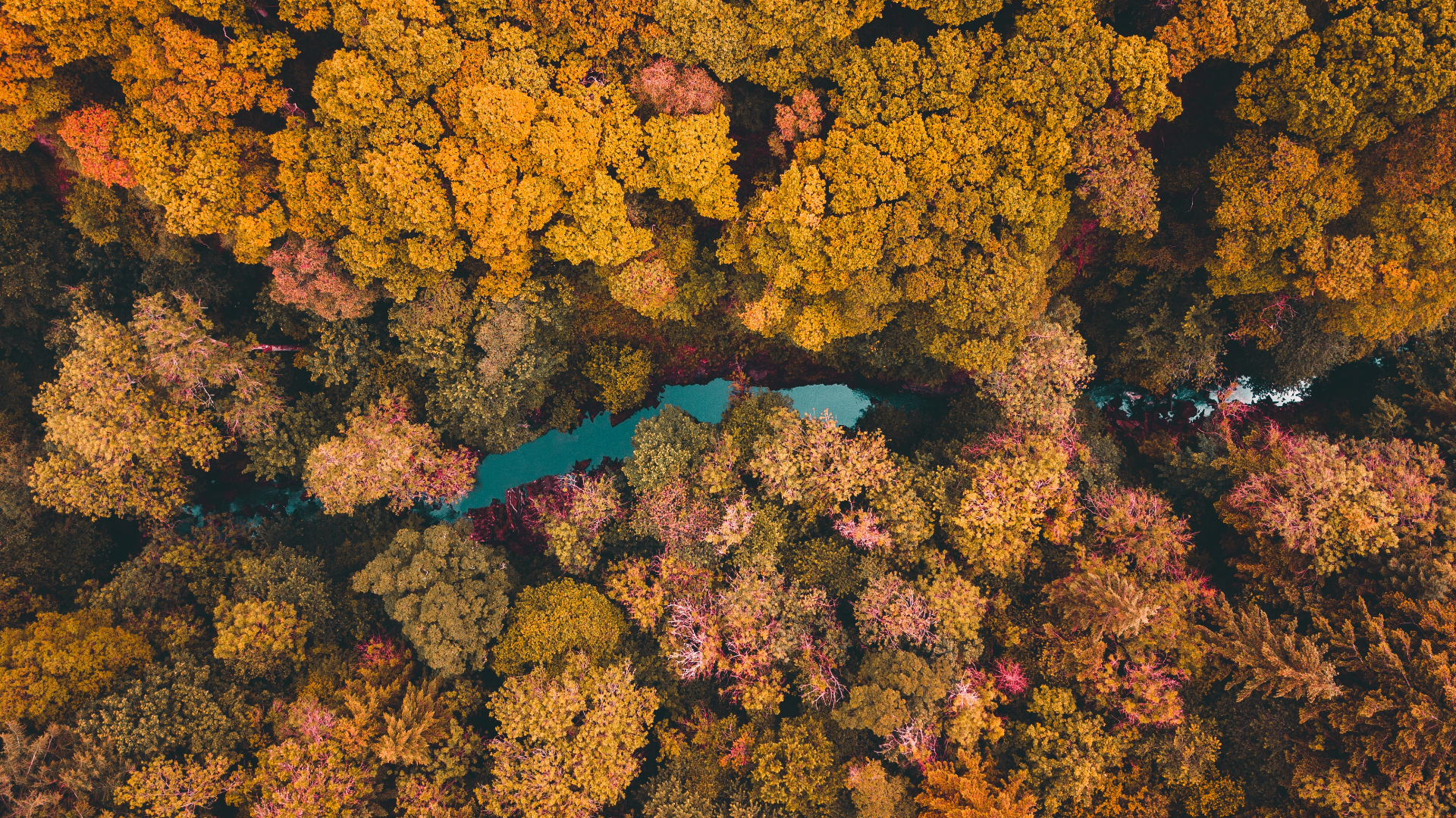 General 1920x1080 nature trees forest river aerial view drone photo fall