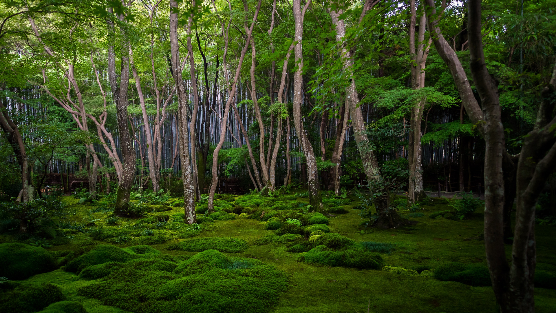 General 1920x1080 nature trees plants grass forest rainforest Kyoto Japan Asia outdoors