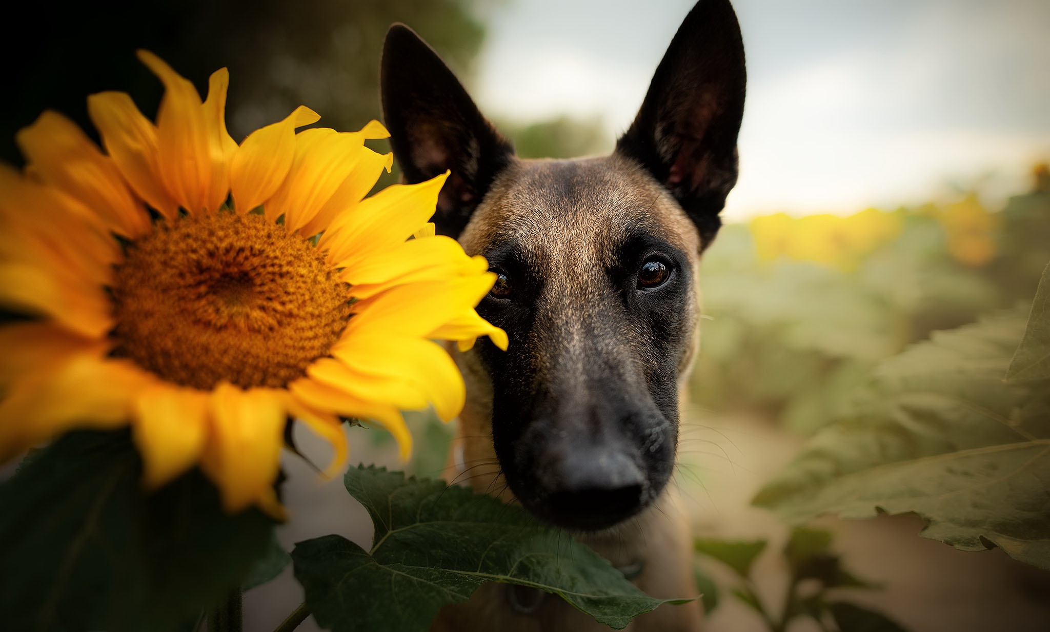 General 2048x1233 sunflowers flowers dog animals
