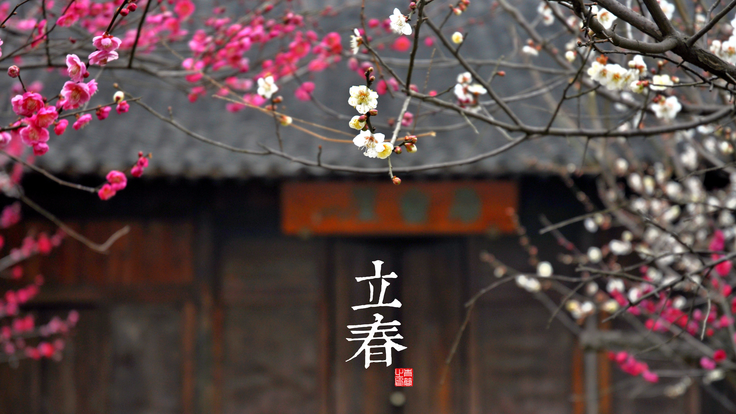 General 2560x1440 seasons kanji cherry blossom plants Asia