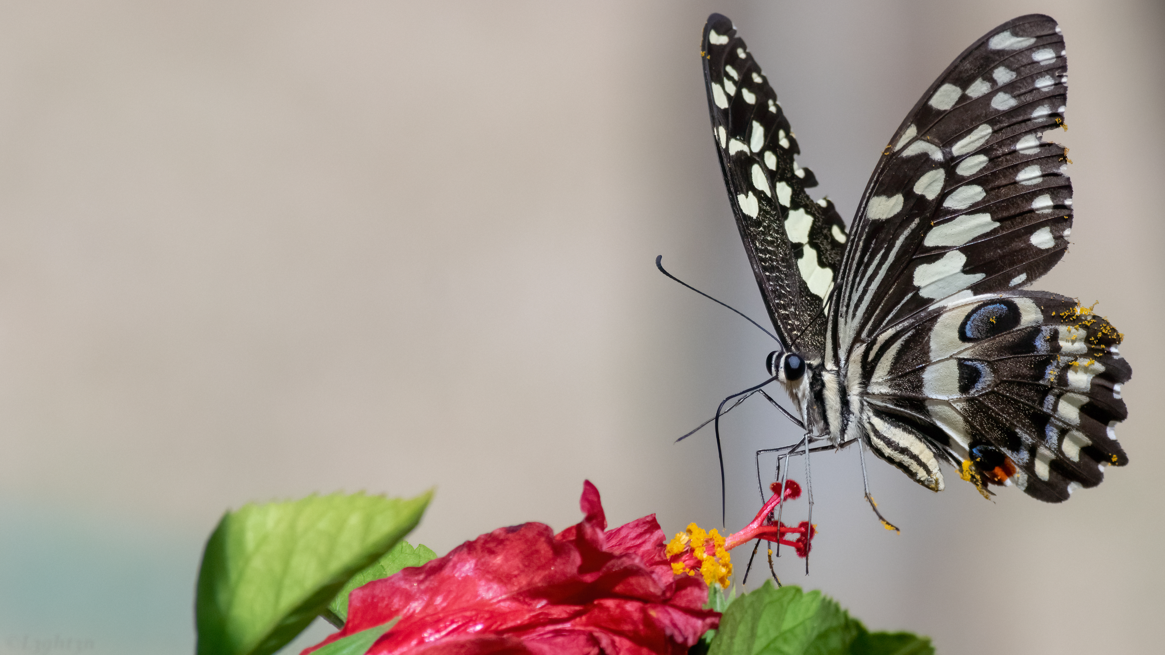 General 3840x2160 butterfly photography animals insect macro