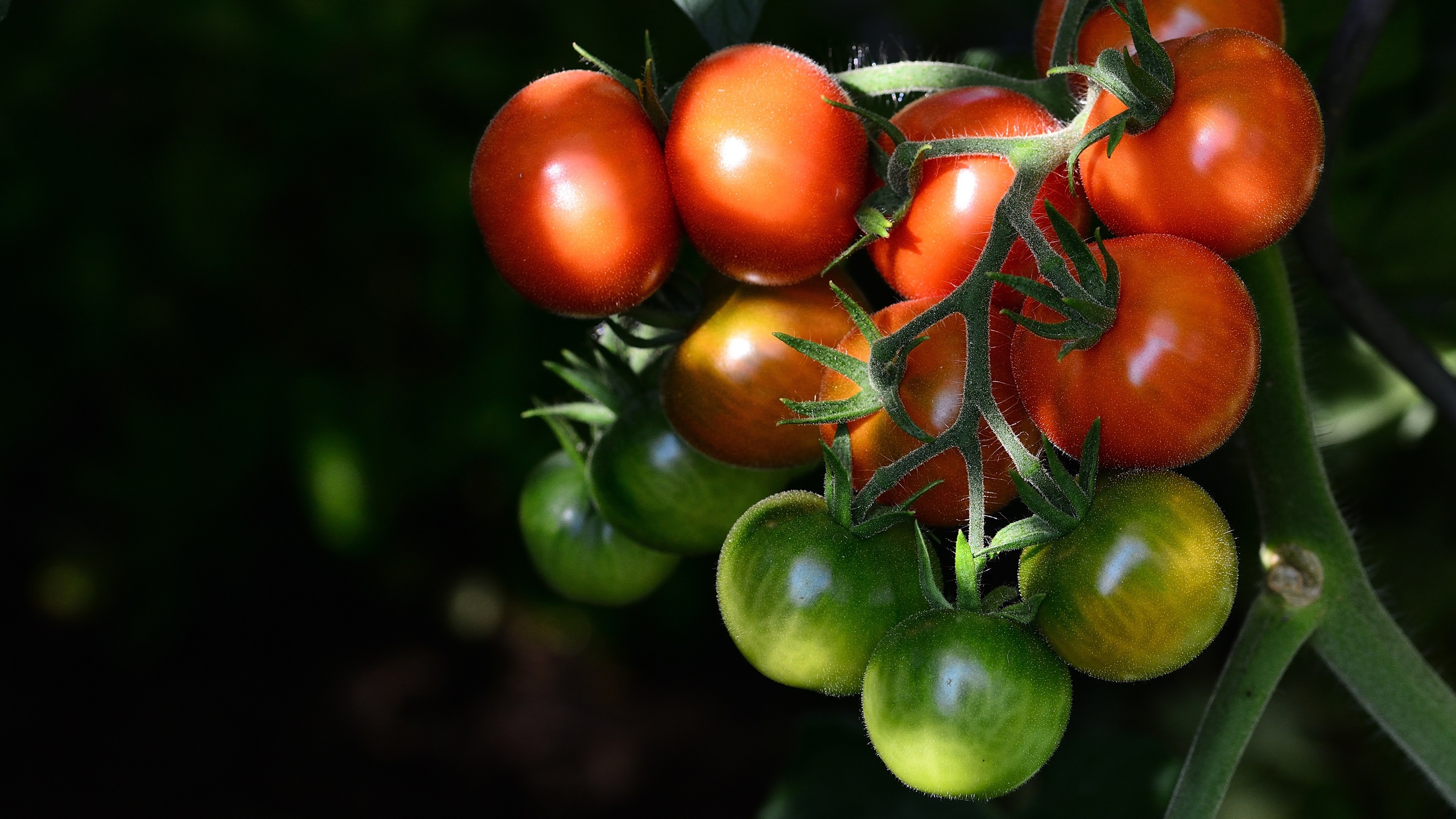 General 2560x1440 food vegetables tomatoes vibrant closeup macro