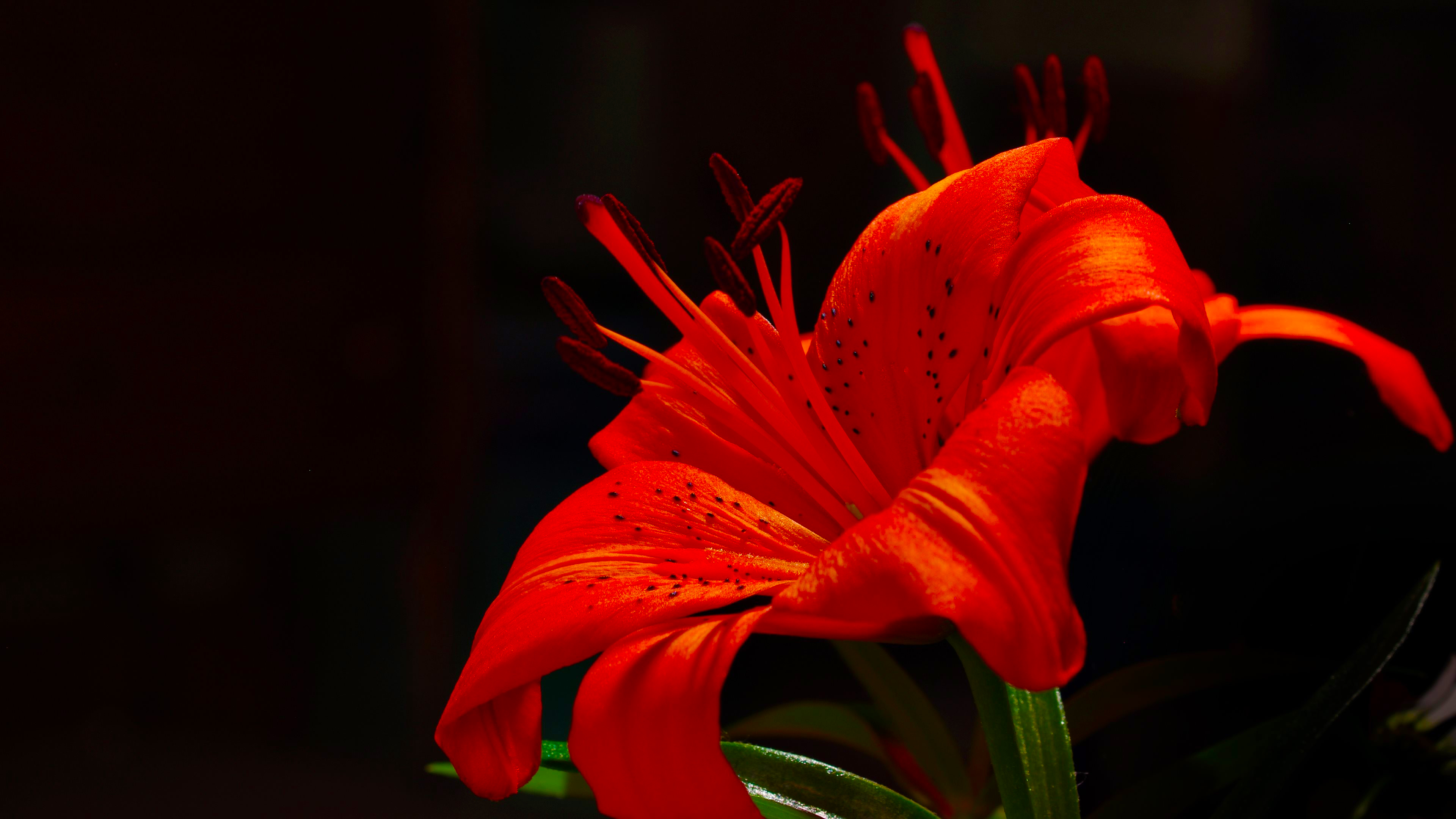 General 3840x2160 plants nature depth of field Tiger Lily lilies red flowers closeup macro
