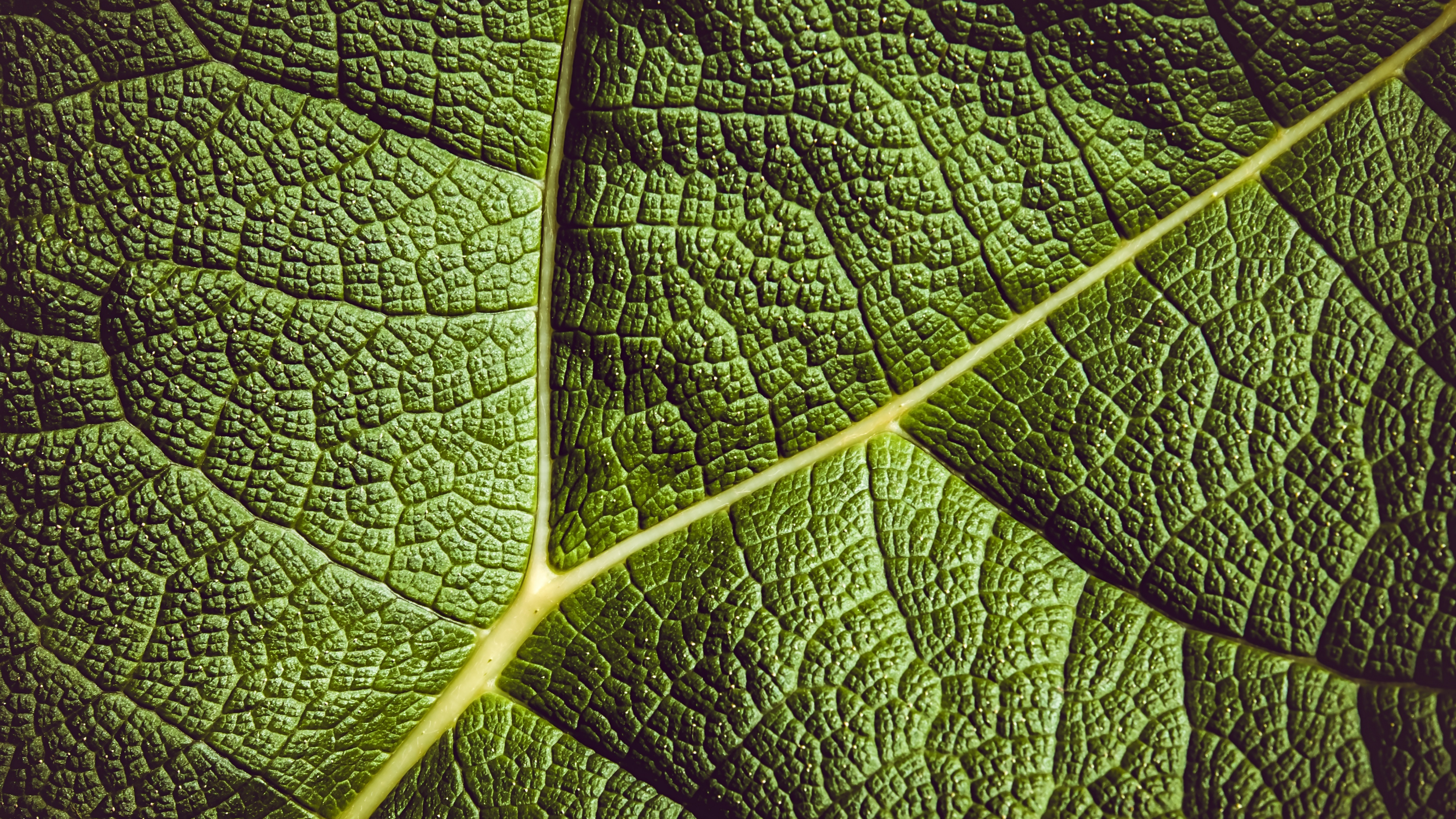 General 3840x2160 leaves green nature