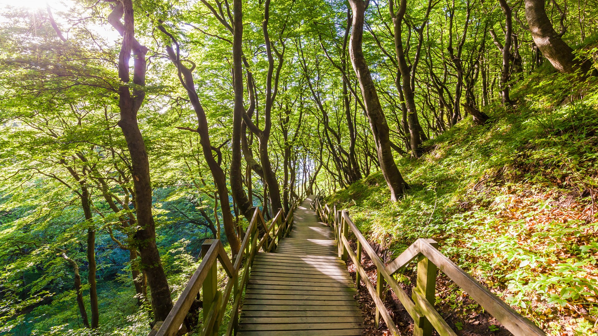 General 1920x1080 nature landscape trees forest plants leaves sun rays tropical wooden walkway walkway Denmark