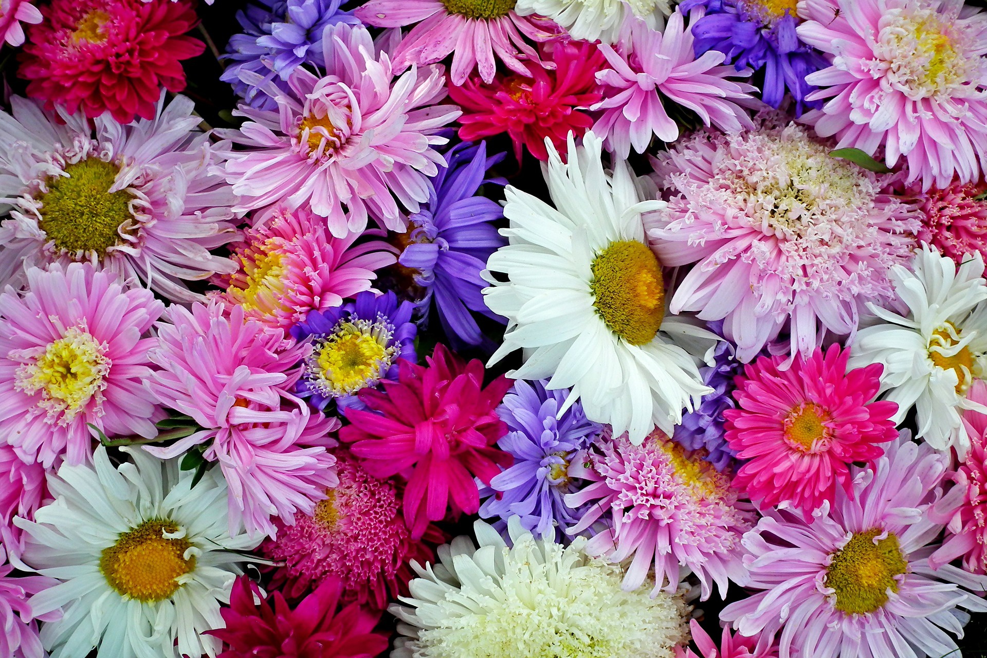 General 1920x1280 flowers plants colorful closeup