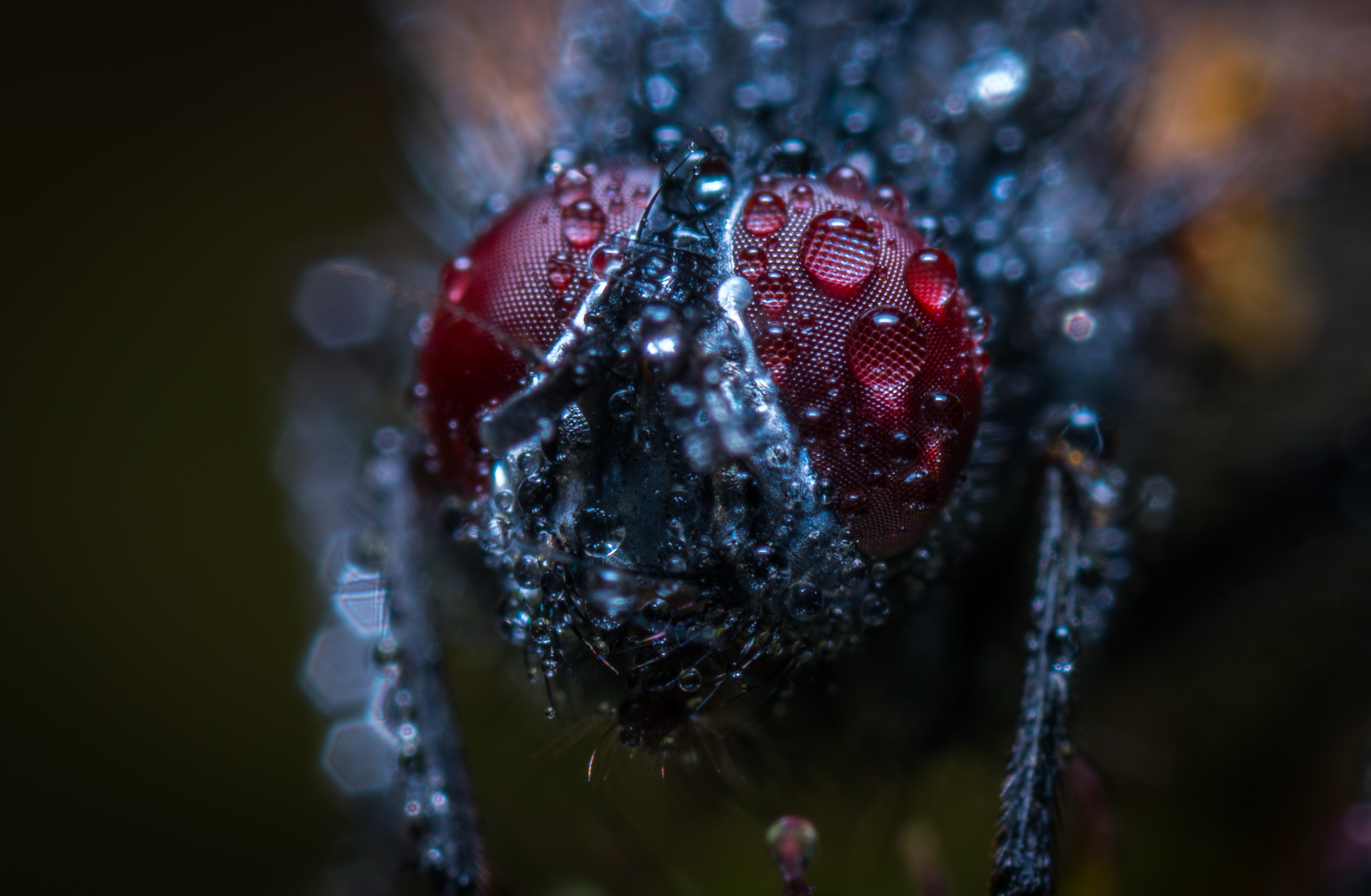 General 3900x2551 Egor Kamelev Fly bokeh depth of field blurred water drops wet body eyes closeup insect animals nature