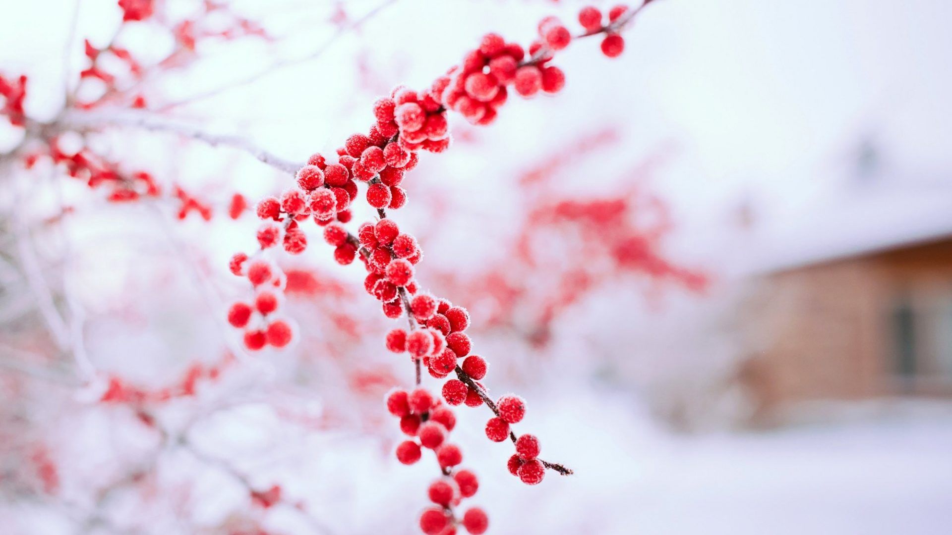 General 1920x1080 snow plants ice outdoors red winter twigs berries